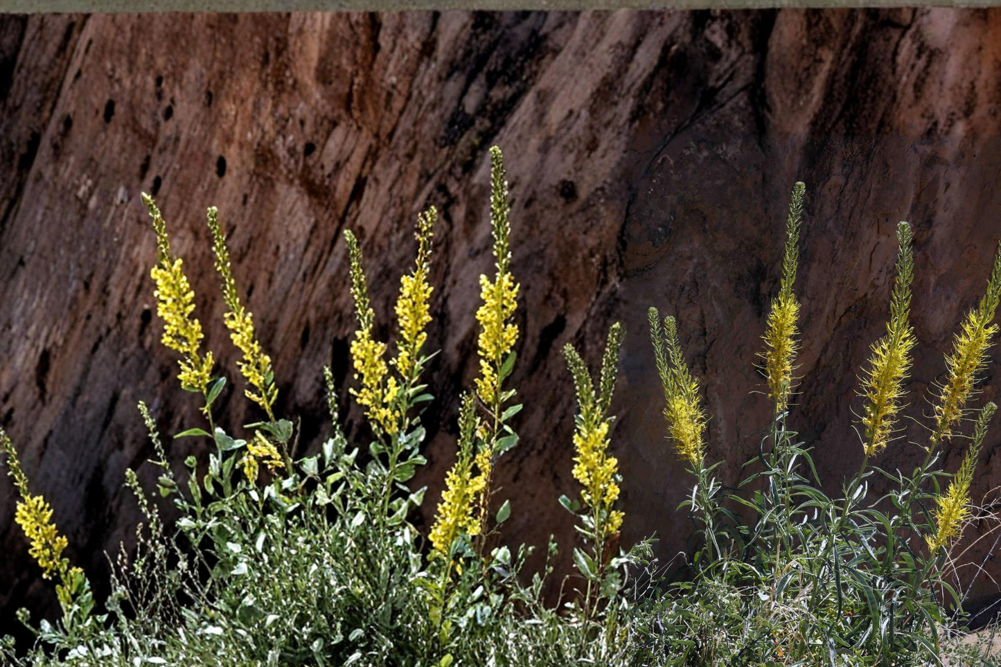Prince's Plume Seeds - 40 Bright Yellow Flower Spike Seeds - Stanleya pinnata - Drought Tolerant Perennial for Xeriscapes