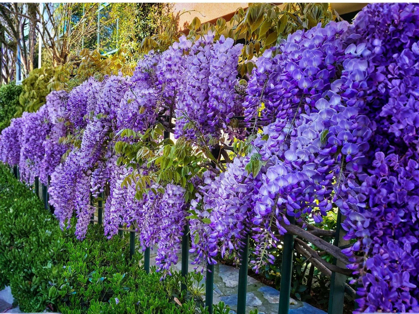 Purple Wisteria Vines - 2 Live Plants, Climbing Ornamental Vine with Fragrant Cascading Blooms, Wisteria sinensis, 12-18 in