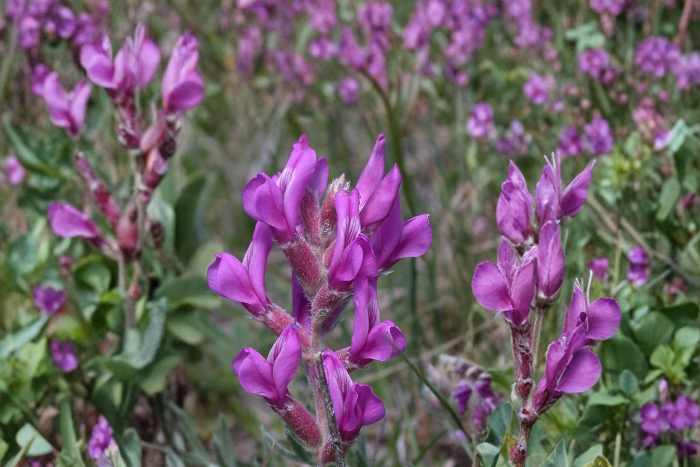 Showy Locoweed Seeds - 25 Count - Purple to Pink Flowers - Oxytropis lambertii - Herbaceous Perennial for Prairies & Xeriscapes