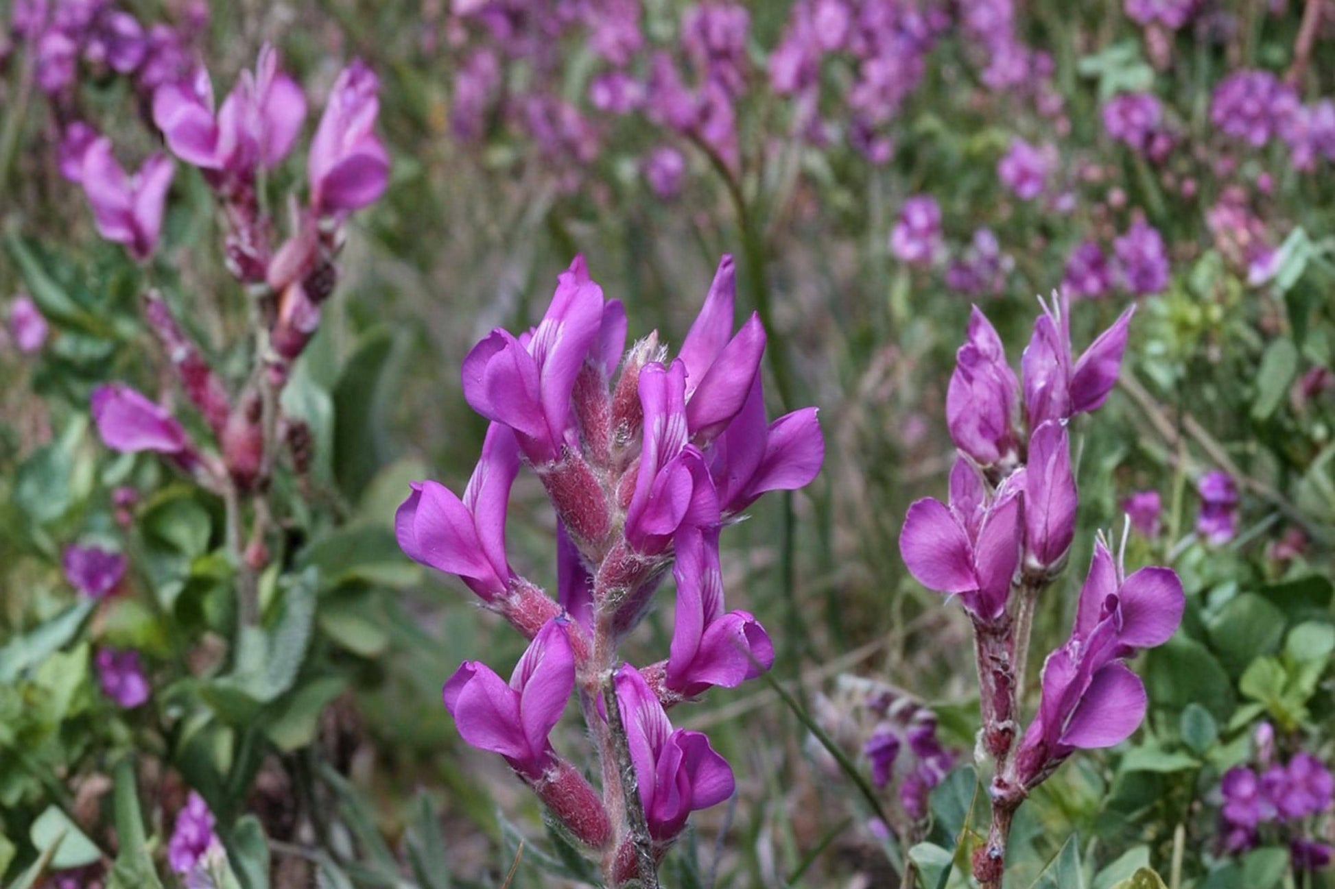 Showy Locoweed Seeds - 25 Count - Purple to Pink Flowers - Oxytropis lambertii - Herbaceous Perennial for Prairies & Xeriscapes