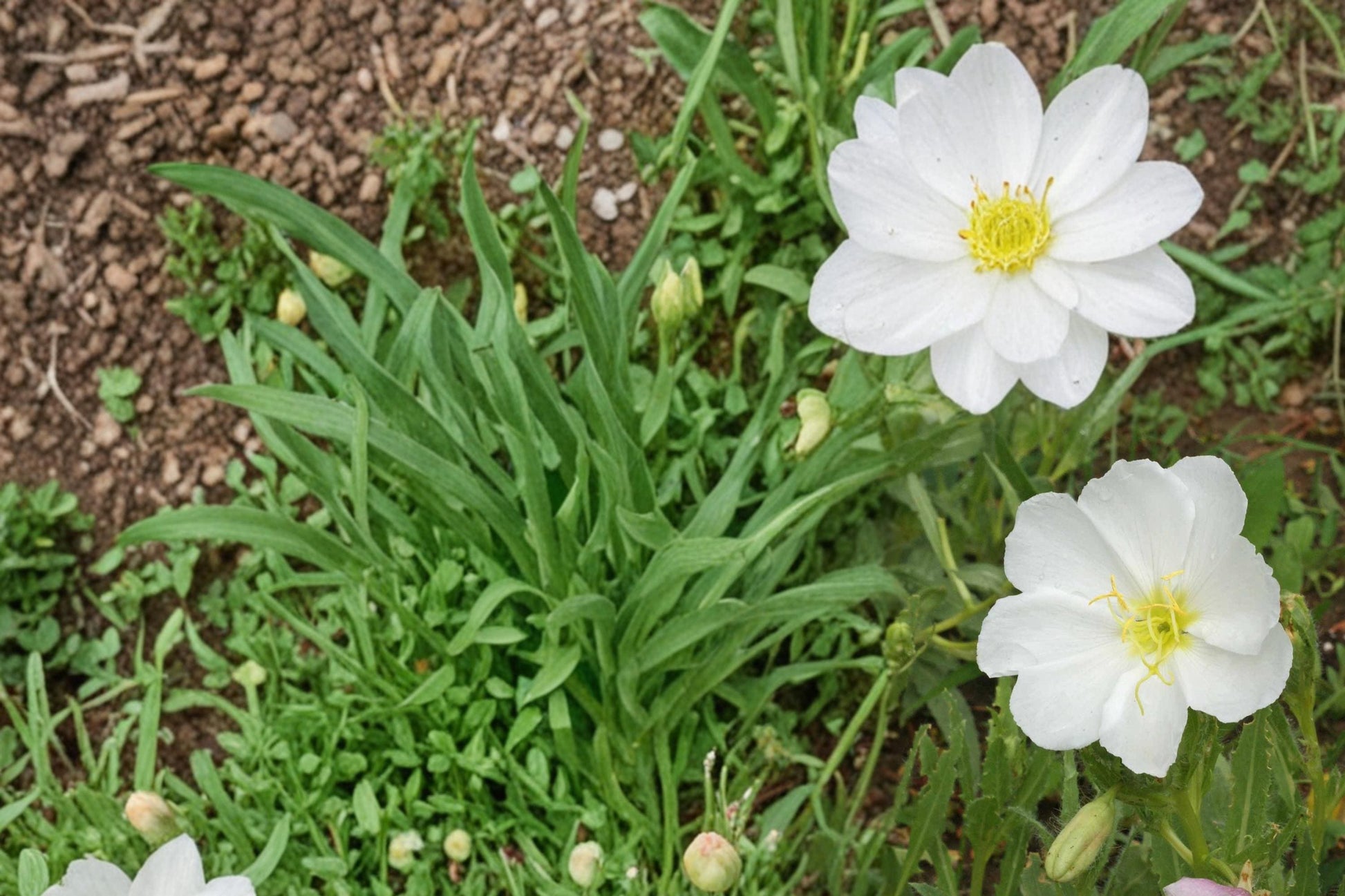 Pale Evening Primrose Seeds - 100 Count - Oenothera pallida - Drought Tolerant Perennial with White to Pale Pink Flowers