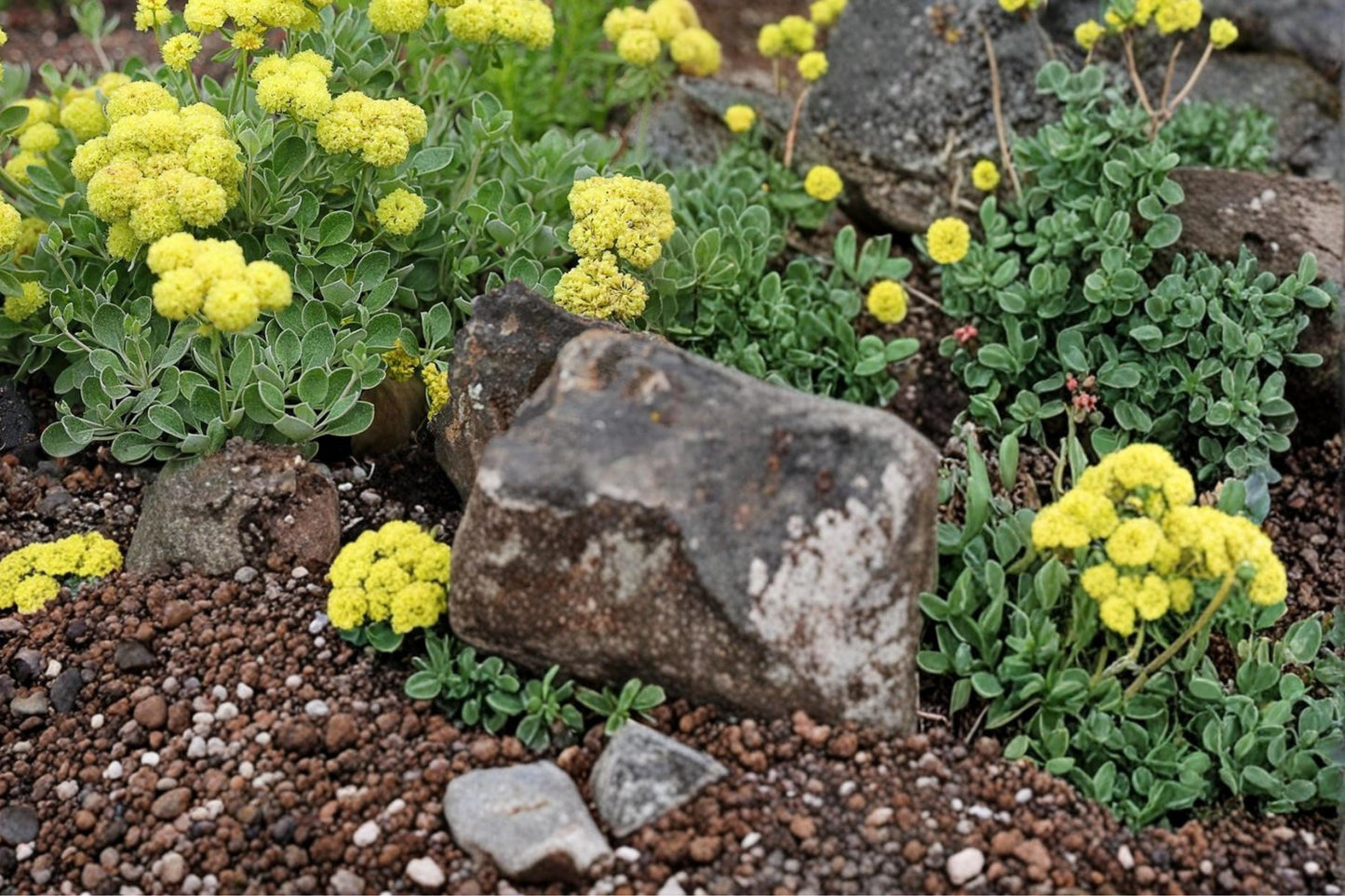 Sulfurflower Buckwheat Seeds 100 Count - Eriogonum umbellatum - Yellow Wildflower for Rock Gardens, Xeriscape, Drought Tolerant Plant