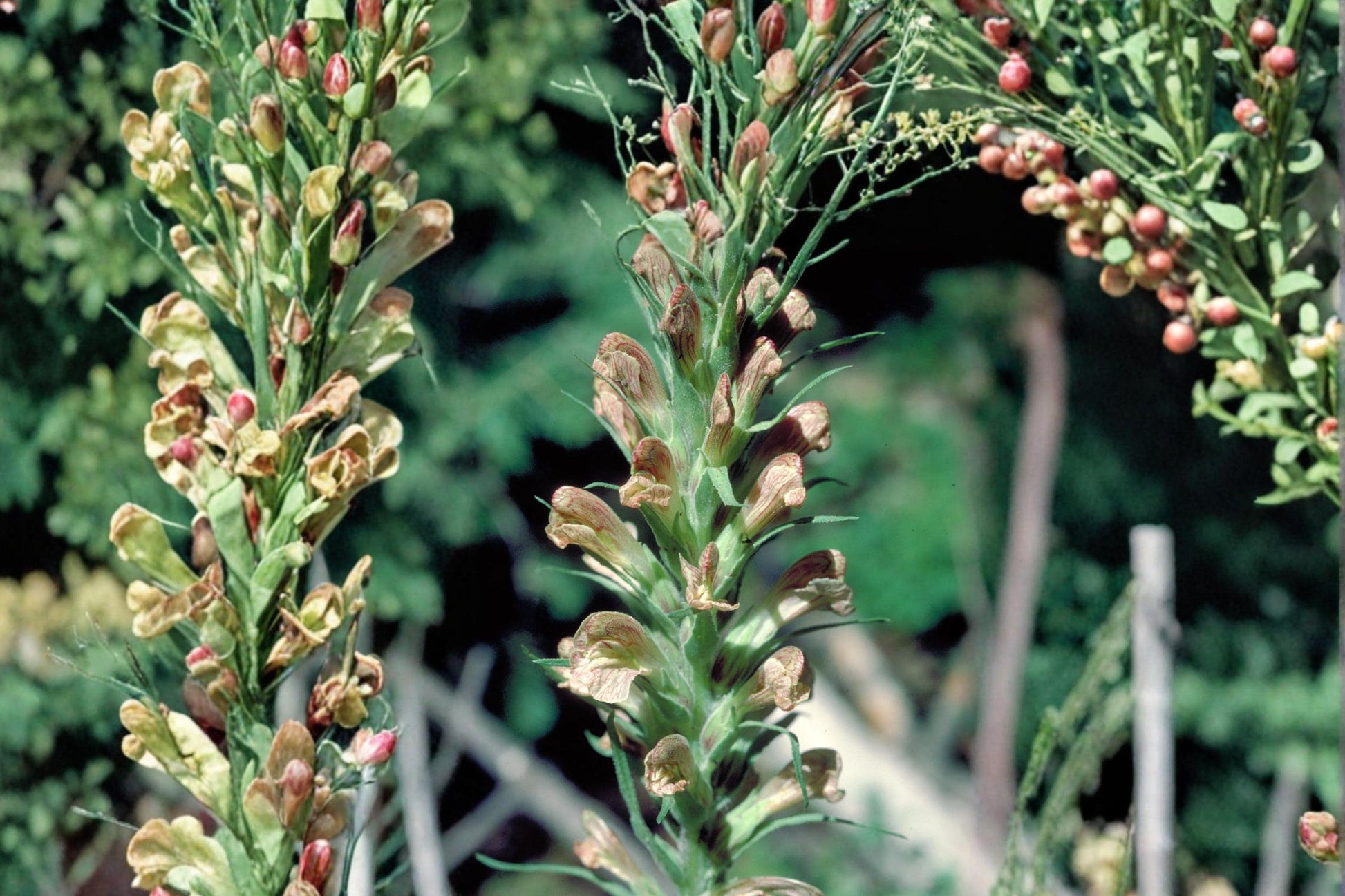 Giant Lousewort Seeds - 100 Seeds Pedicularis procera - Pale Yellow to Cream Flowering Perennial for Meadows and Woodlands