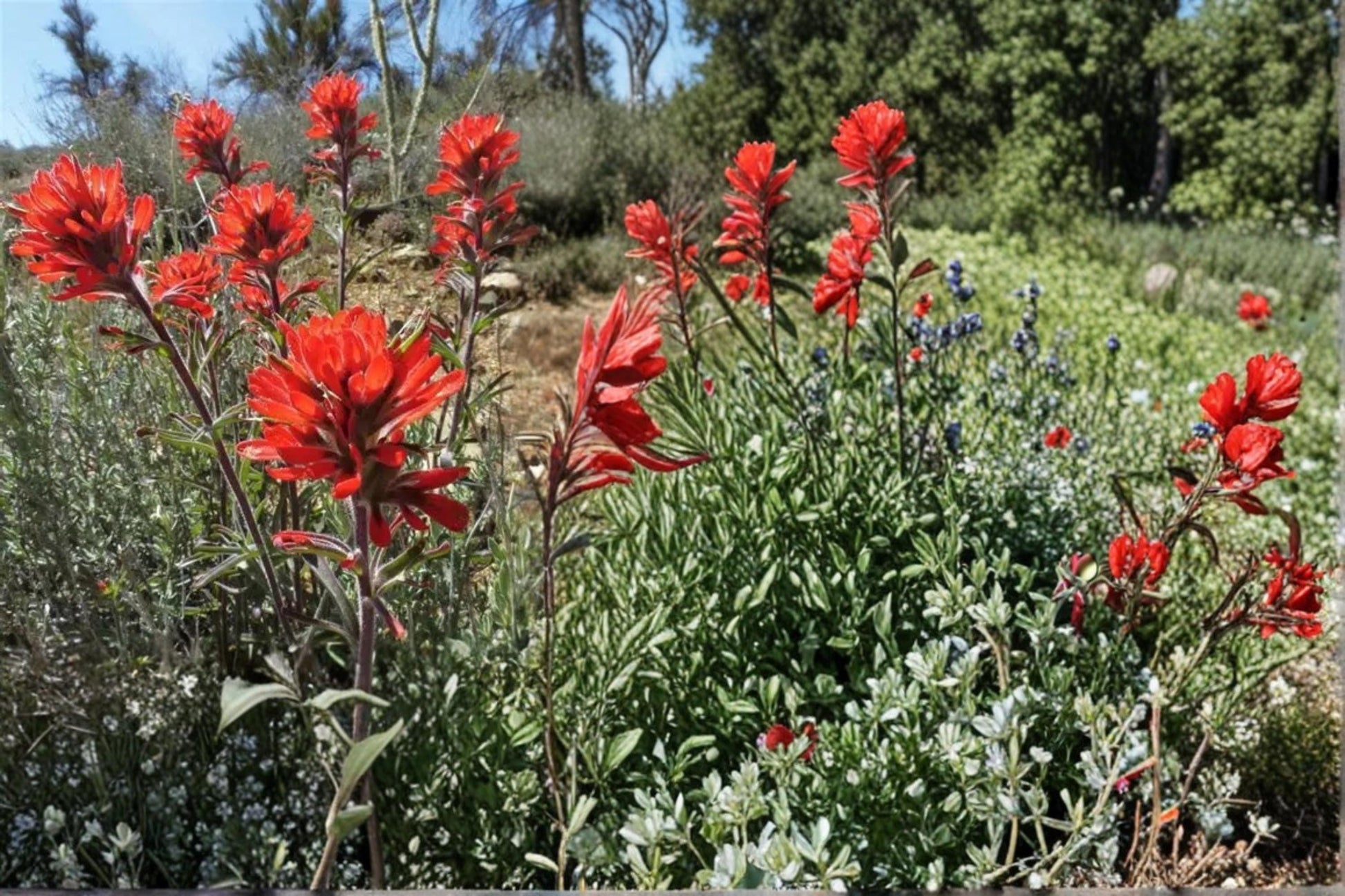 Showy Indian Paintbrush Seeds - 100 Count - Red to Orange Flowering Bracts - Castilleja angustifolia var. dubia