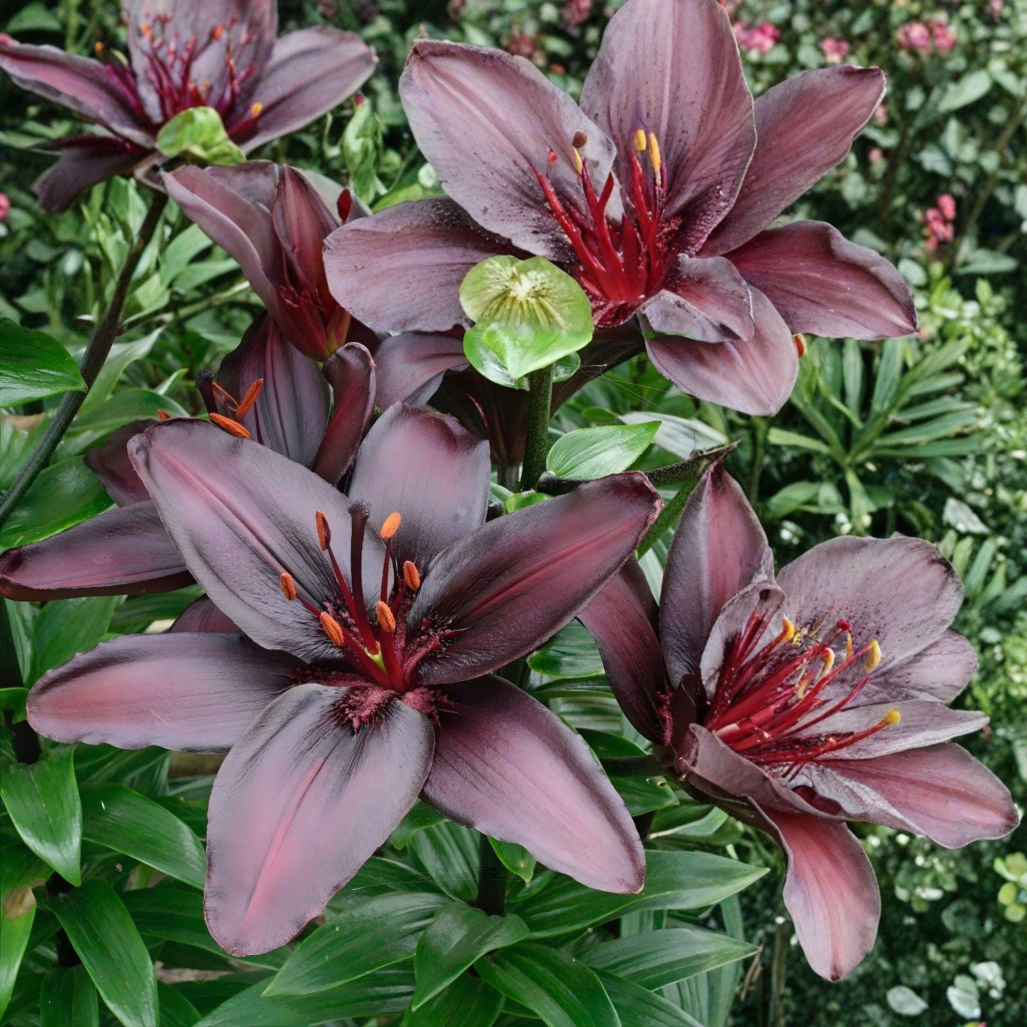 Blackstone Lily Bulbs | 5 Bulbs | Deep Burgundy Asiatic Lily | Lilium (Blackstone Asiatic Lily) | Summer Bloom