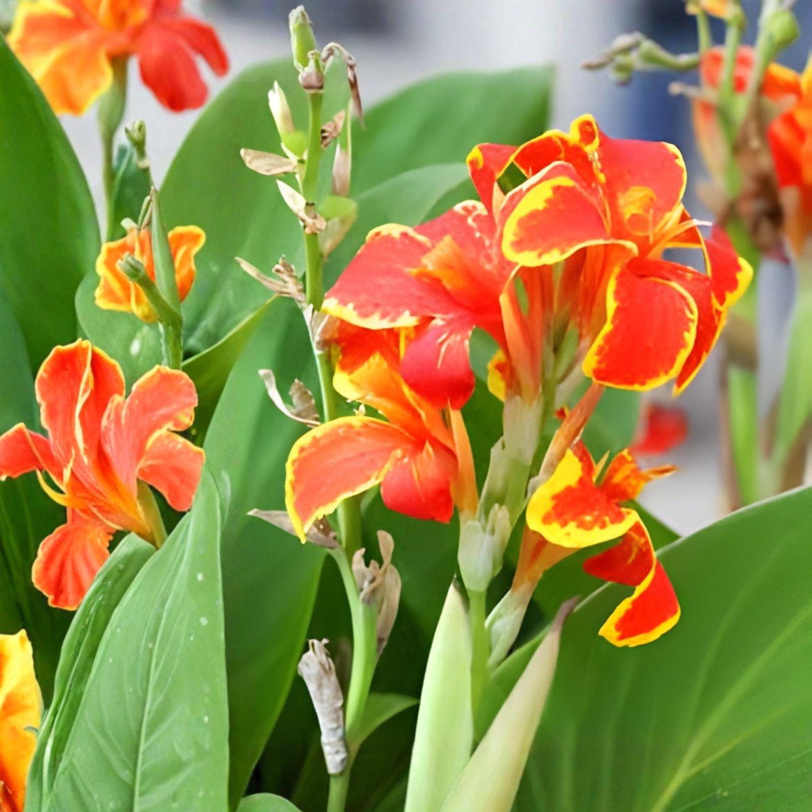 Canna Lily Bulbs - 5 Bulbs - Tropical Red Blooms - Canna indica 'Lucifer' - Bold Perennial for Garden & Landscape
