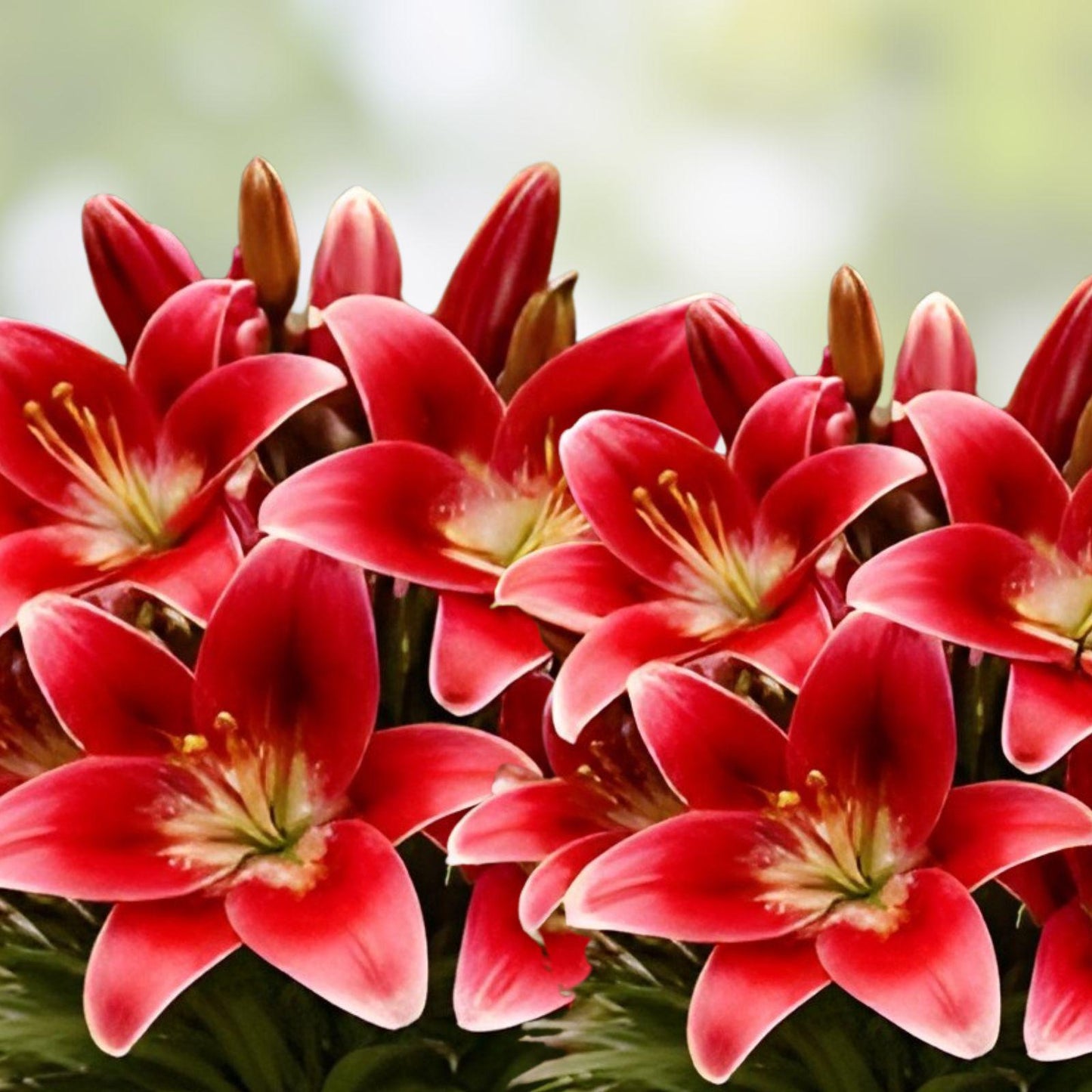 Armandale Hybrid Lily Bulbs - 10 Bulbs of Red Flower Perennial - Lilium 'Armandale' for Vibrant Summer Blooms