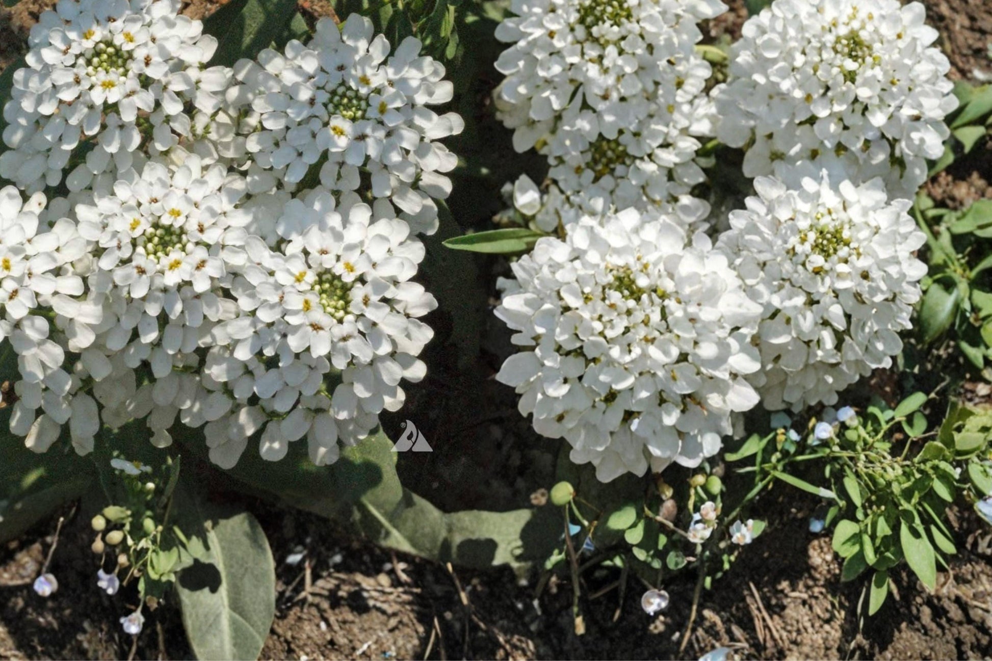 Empress Candytuft Seeds - 100 Count - Iberis amara - Compact Annual with Dense White Flowers - Ideal for Borders & Edging