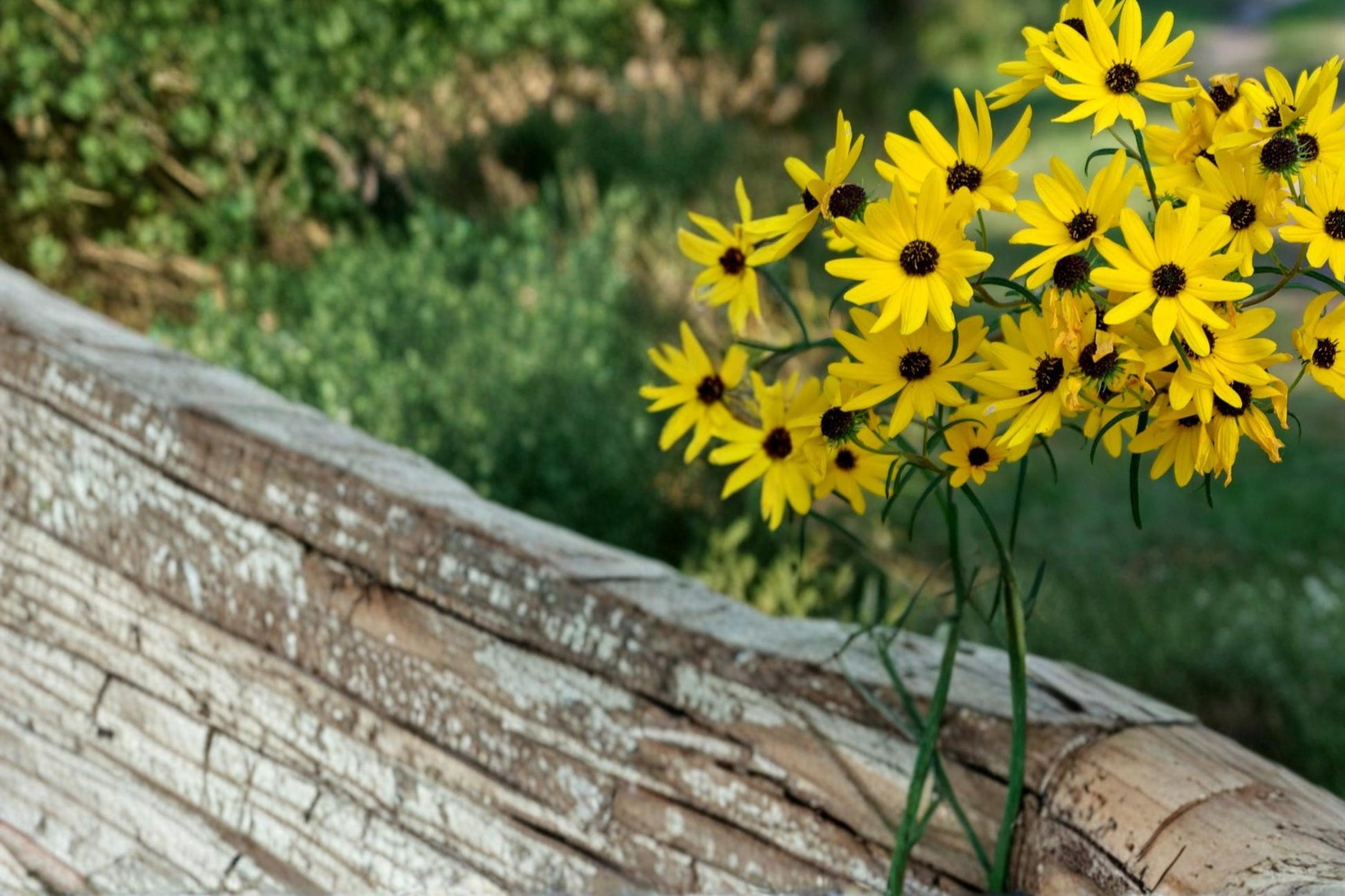 Swamp Sunflower Seeds 100 Count - Helianthus angustifolius - Yellow Perennial Wildflower for Wetlands & Pollinator Gardens