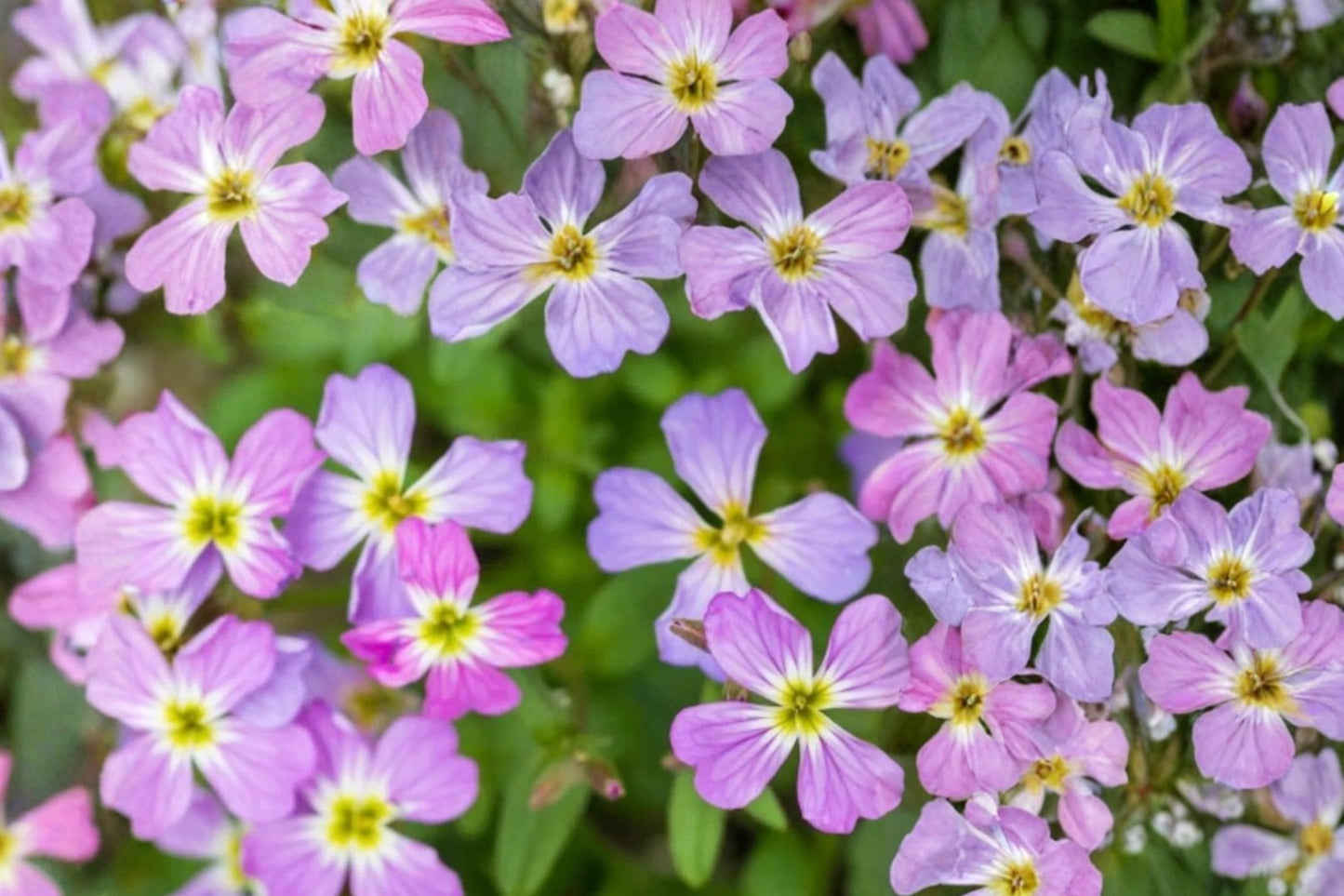 Virginia Stock Seeds 100 Count - Pink Purple White Flowers - Malcolmia maritima - Compact Annual for Borders & Containers