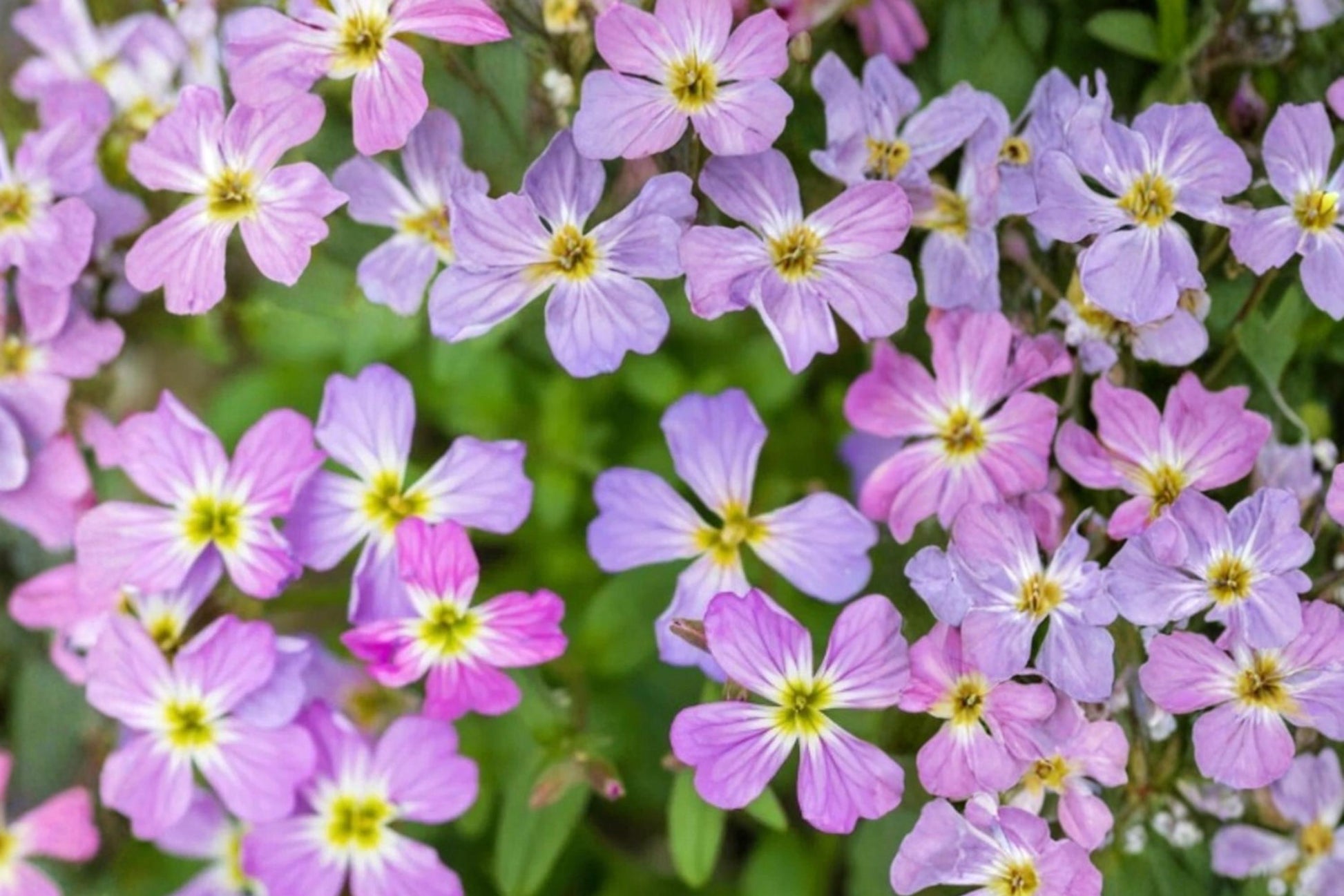 Virginia Stock Seeds 100 Count - Pink Purple White Flowers - Malcolmia maritima - Compact Annual for Borders & Containers