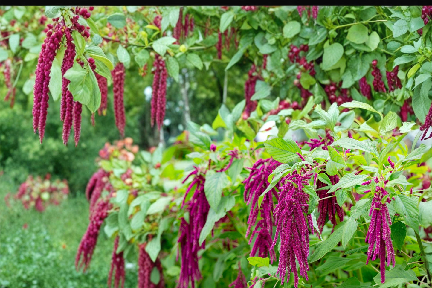 Amaranthus Caudatus Seeds - 100 Count - Love Lies Bleeding - Deep Red Cascading Flower Tassels - Annual Ornamental Plant