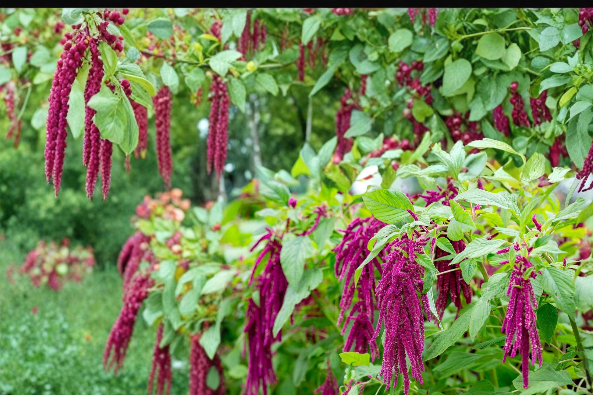 Amaranthus Caudatus Seeds - 100 Count - Love Lies Bleeding - Deep Red Cascading Flower Tassels - Annual Ornamental Plant
