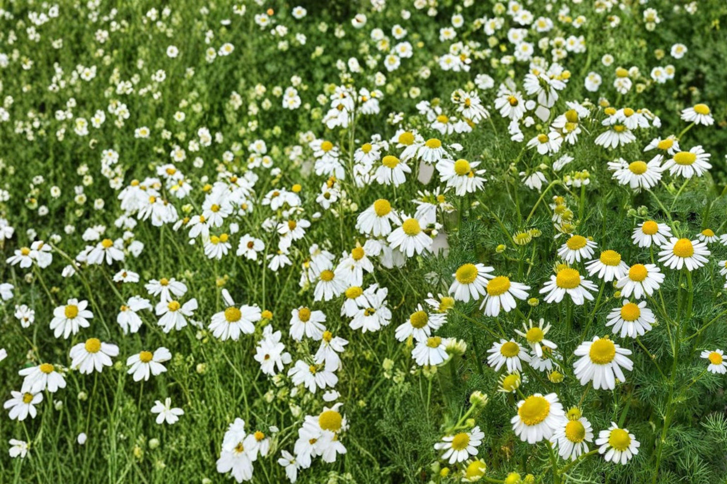 German Chamomile Seeds - 100 Pack - Matricaria recutita - White Daisy Flowers with Yellow Centers - Herb Garden Essential