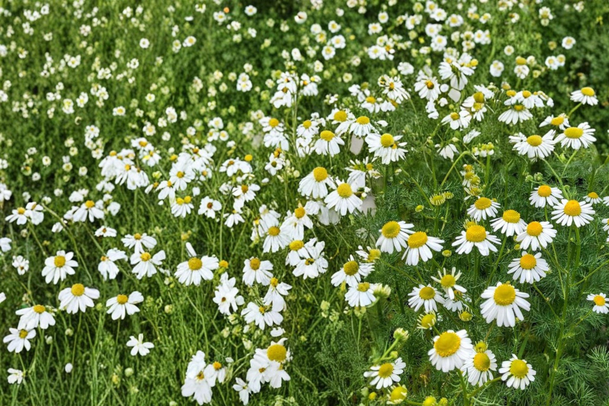 German Chamomile Seeds - 100 Pack - Matricaria recutita - White Daisy Flowers with Yellow Centers - Herb Garden Essential