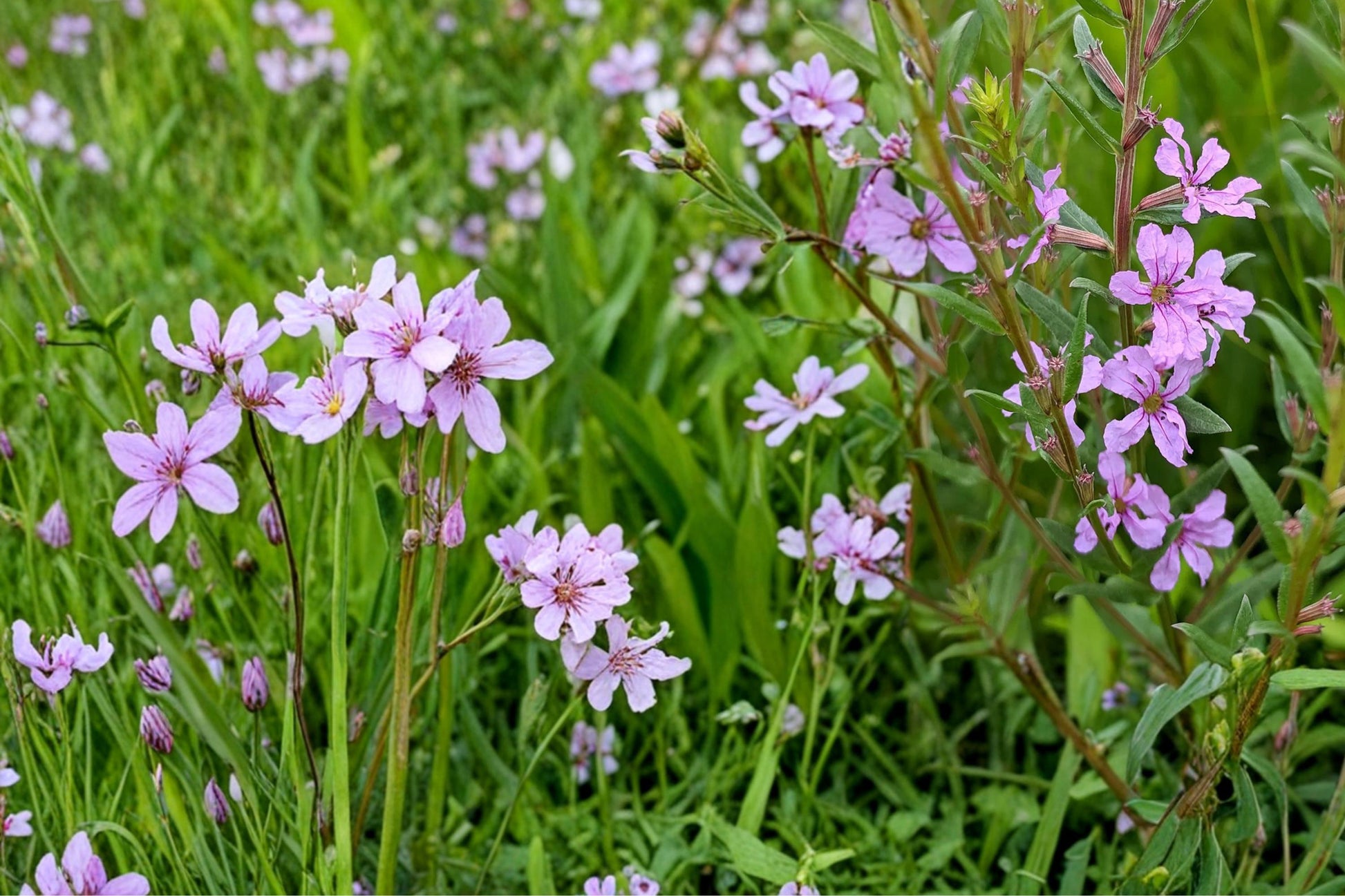 Winged Loosestrife Seeds 1000 Pack - Pink to Lavender Flowers - Lythrum alatum - Native Perennial for Meadows & Wetlands