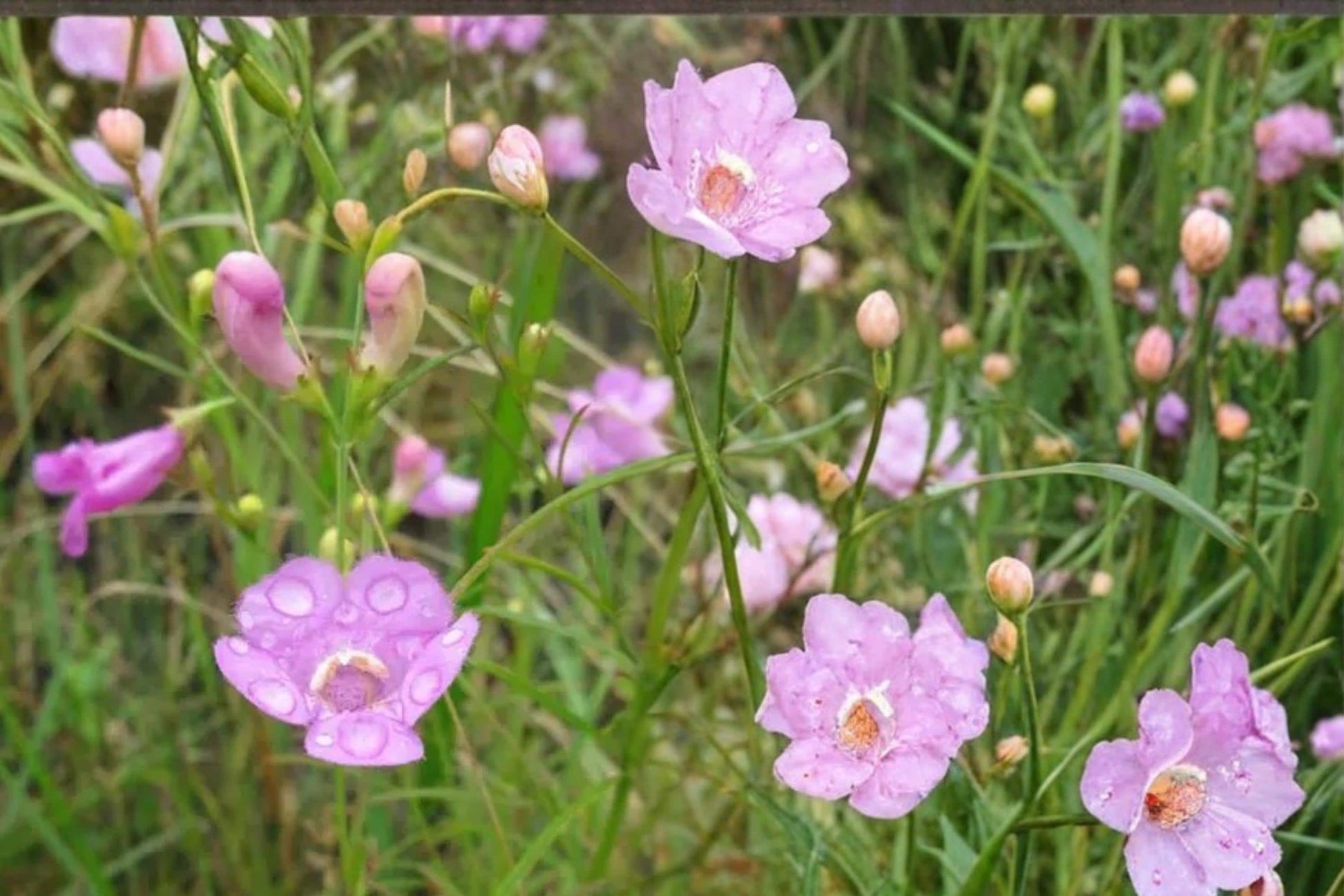 Slender False Foxglove Seeds, 250 Pack, Pink to Purple Flowers, Agalinis tenuifolia, Herbaceous Annual, Native Wildflower Seed