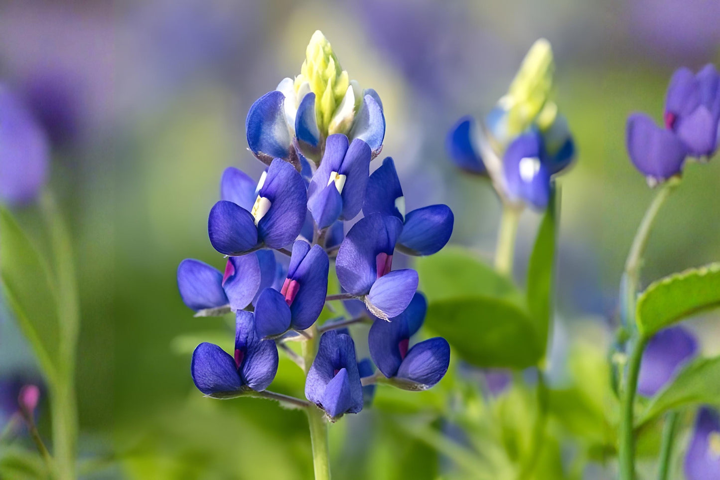Texas Bluebonnet Seeds (50) | Lupinus texensis | Drought Tolerant Wildflower for Meadows & Pollinator Gardens