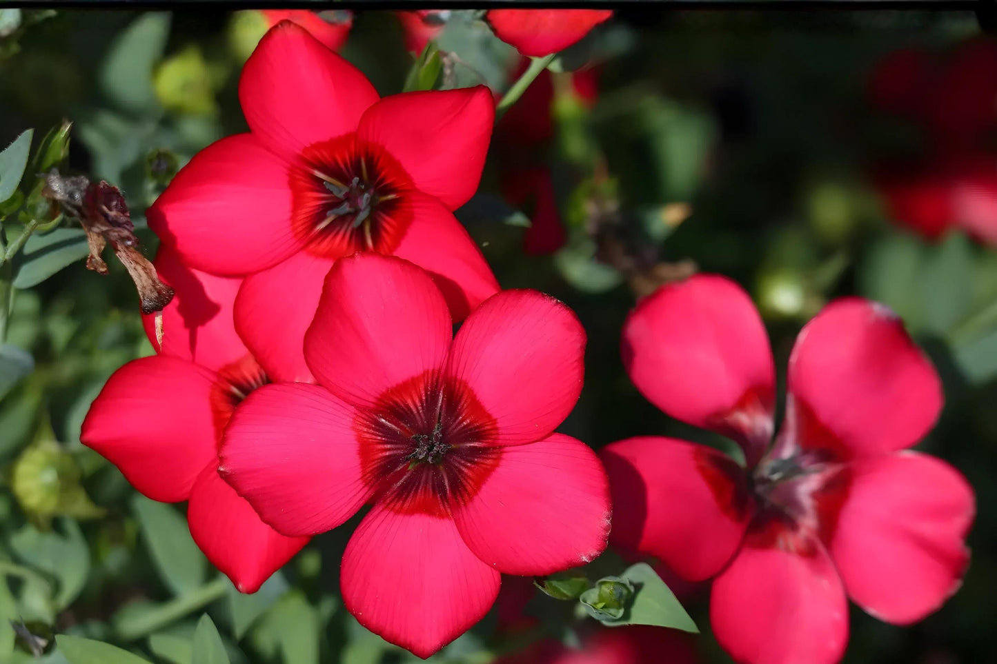 Scarlet Flax Seeds (100) - Vibrant Red Linum grandiflorum rubrum for Wildflower Meadows & Cottage Gardens