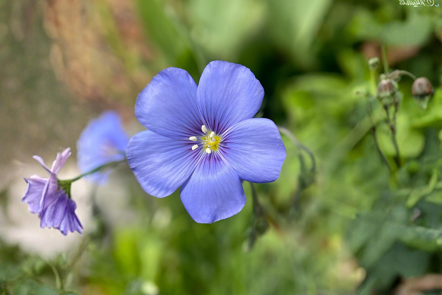 Blue Flax Seeds (100) | Linum Perenne | Drought Tolerant Perennial with Sky-Blue Flowers for Wildflower Meadows and Pollinator Gardens