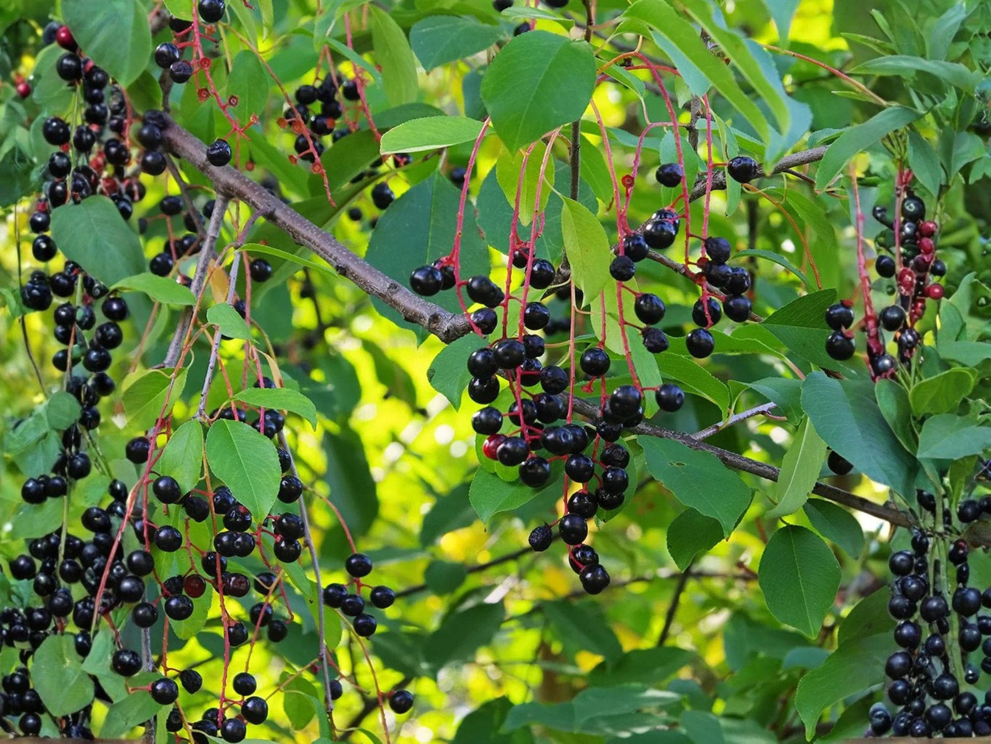 Wild Black Cherry Fruit Tree - 2 Bare Root Plants (3–6 In) Prunus serotina - Native Edible Landscape Garden Trees