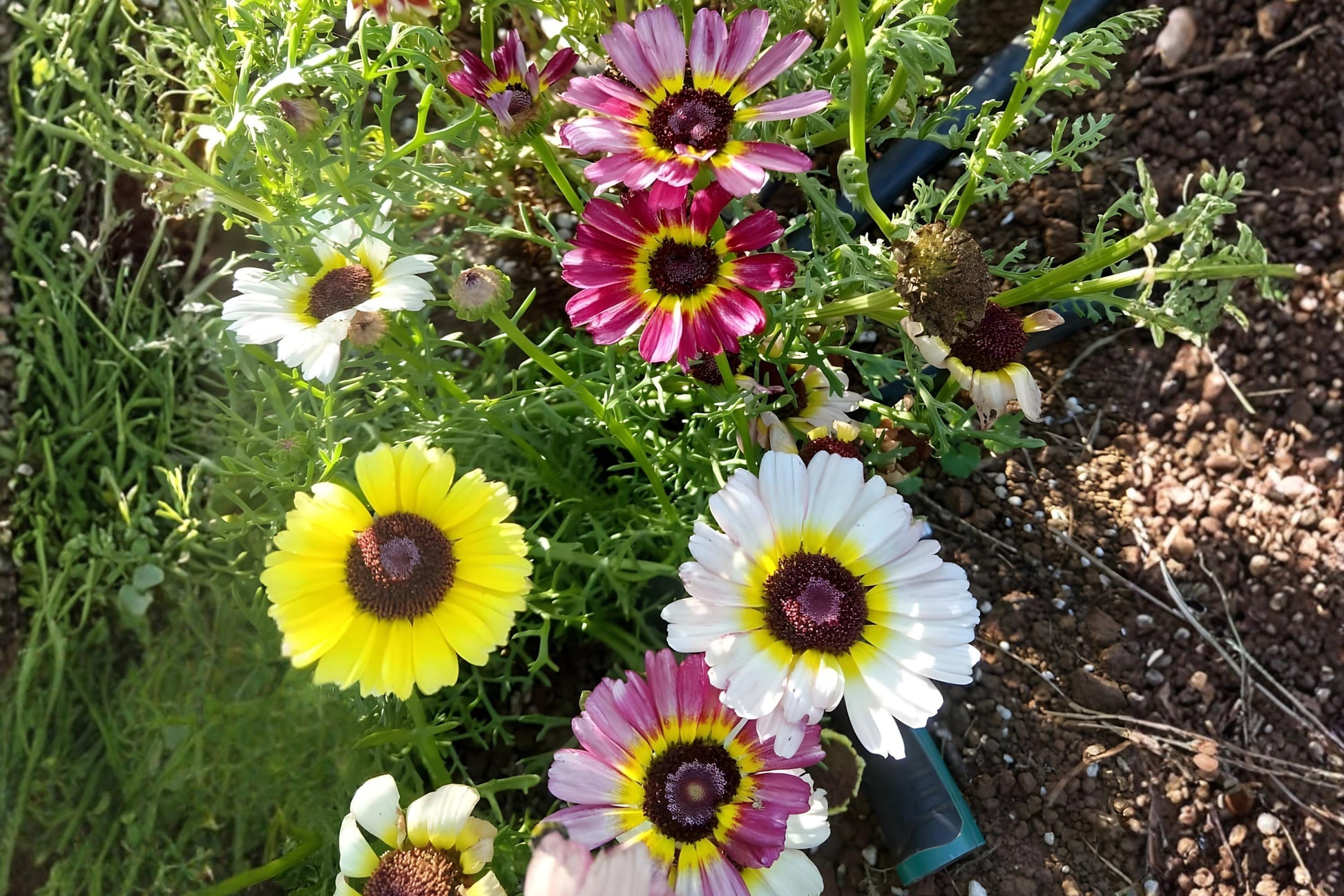 Painted Daisy Seeds (100) | Tricolor Mix - Glebionis carinata | Bright Wildflower for Pollinator Gardens