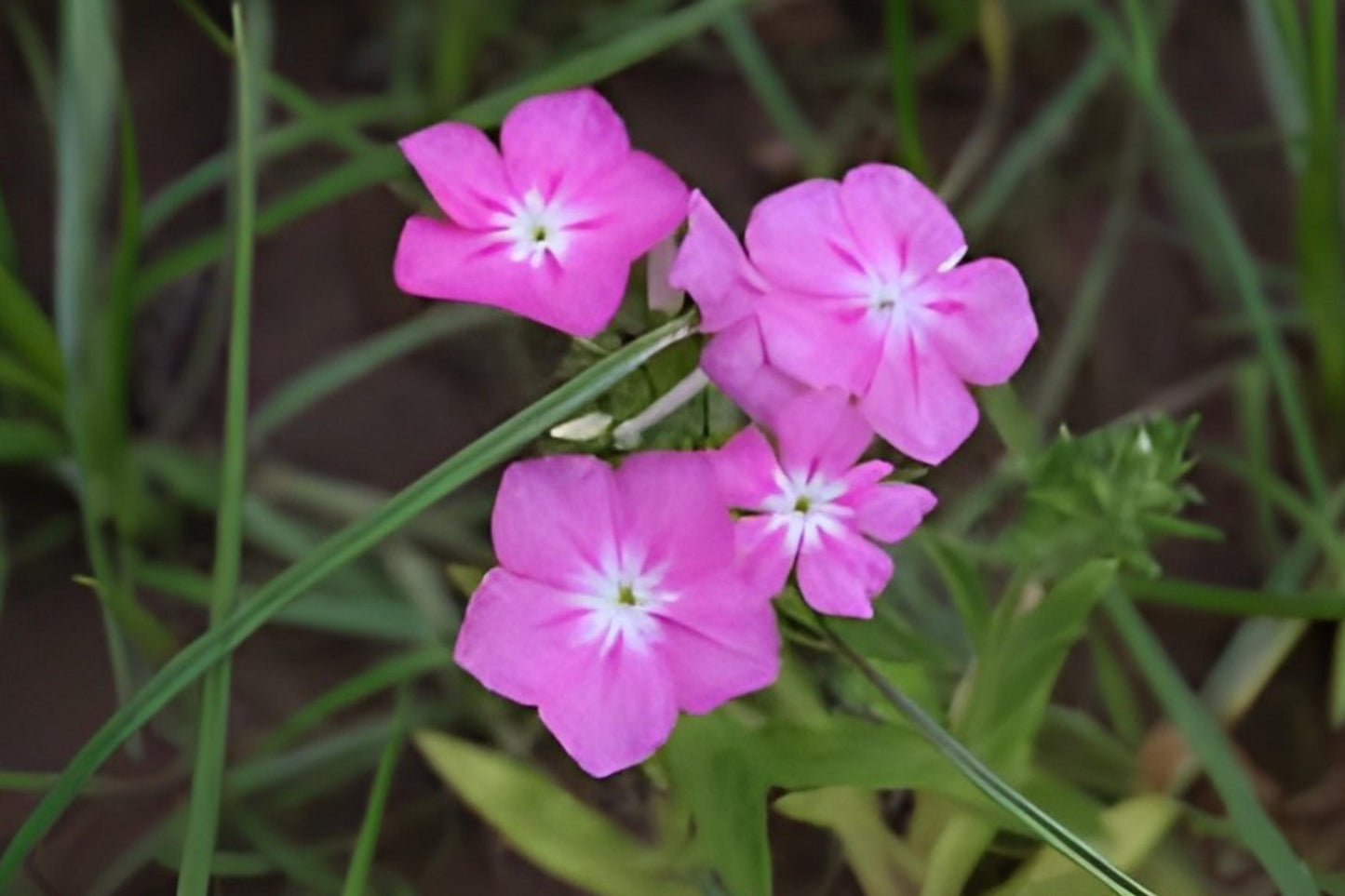 Annual Phlox Seeds (100) - Vibrant Pink, Red, Purple, White Blooms - Phlox drummondii for Borders & Cottage Gardens