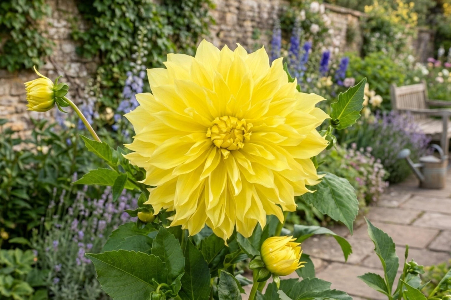 Dinner Plate Dahlia Bulb Tuber Clump - Kelvin Floodlight - Yellow Blooms - Dahlia pinnata