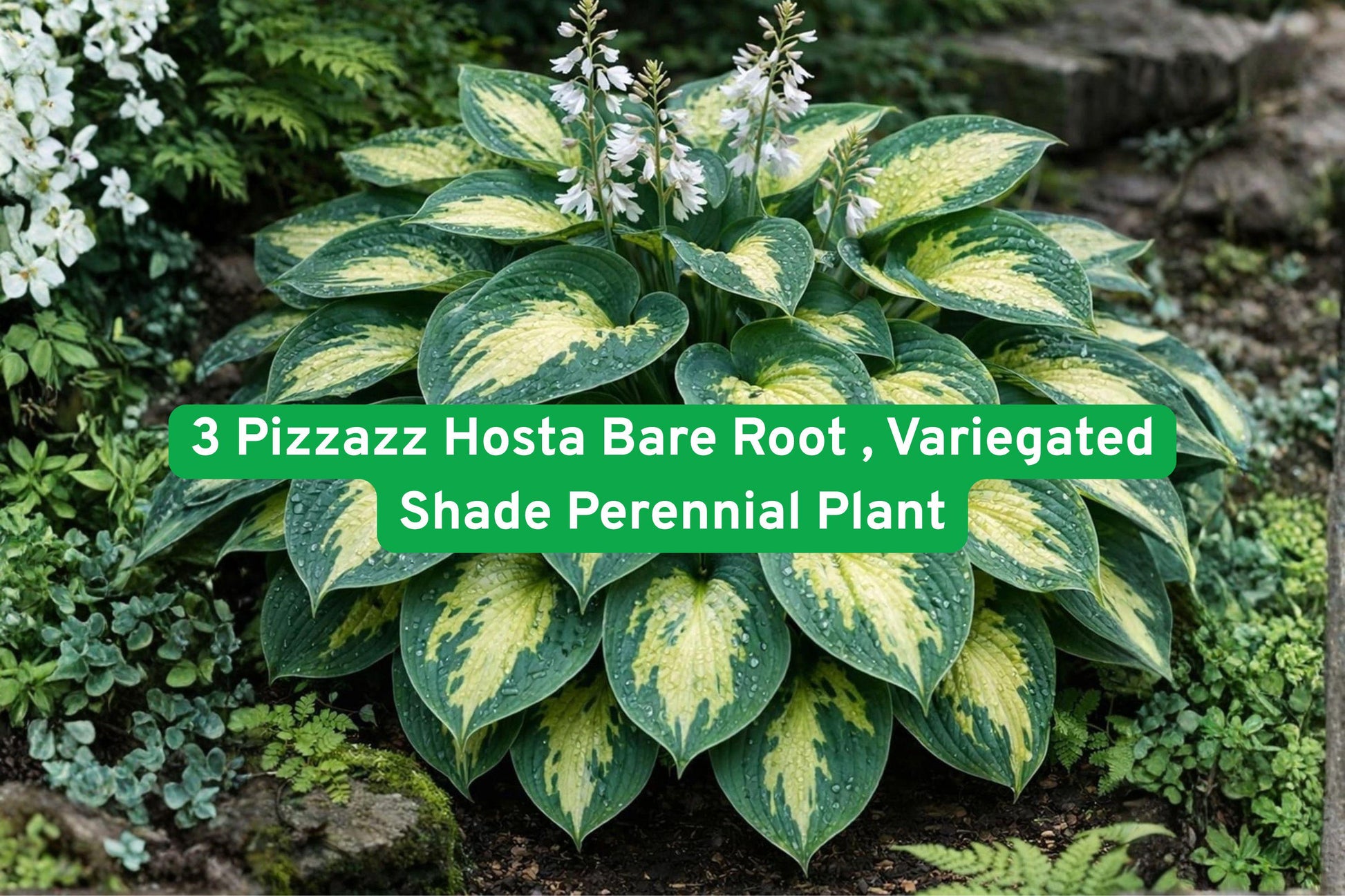 Pizzazz Hosta Bare Root 3 Pack - Variegated Green & Cream Perennial Plant with Lavender Flowers (Hosta spp.) for Shade Gardens