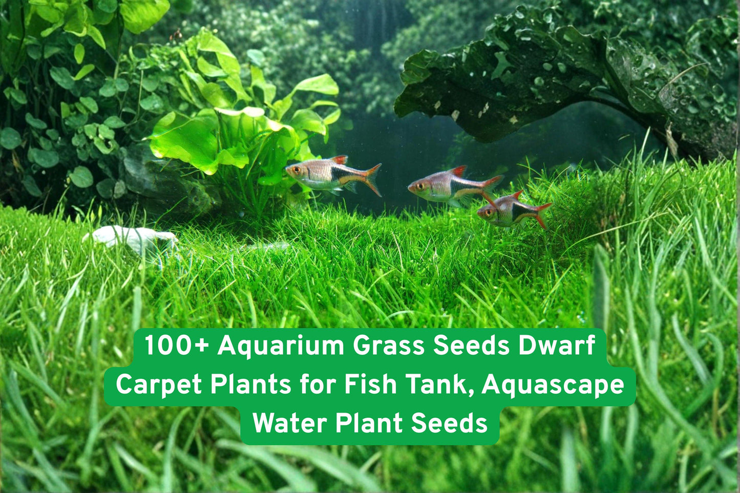 Dwarf Aquarium Grass Seeds - 100+ Fast-Growing Carpet Plants for Fish Tanks - Aquascape Essentials (Dwarf Aquarium Grass)