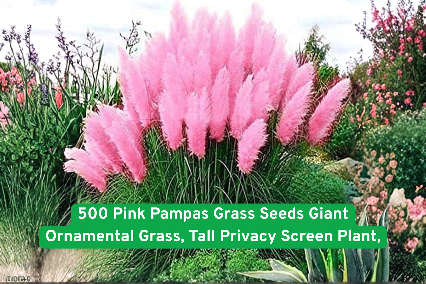 500 Pink Pampas Grass Seeds - Giant Ornamental Grass for Privacy Screen - Cortaderia selloana - Drought Tolerant, Low Maintenance