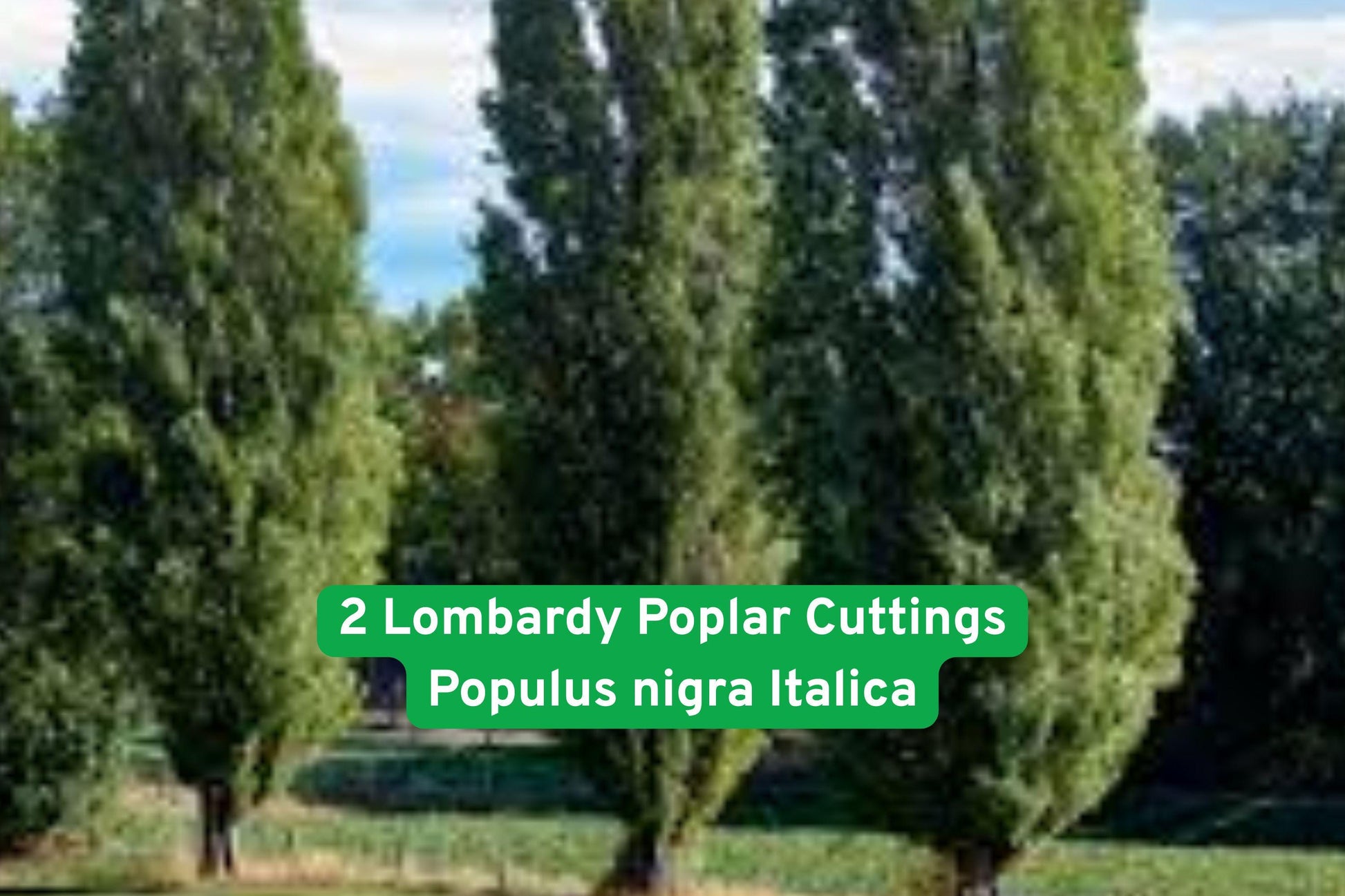 2 Lombardy Poplar Cuttings - Fast-Growing Privacy Trees - Populus nigra 'Italica' - Ideal for Screens & Windbreaks