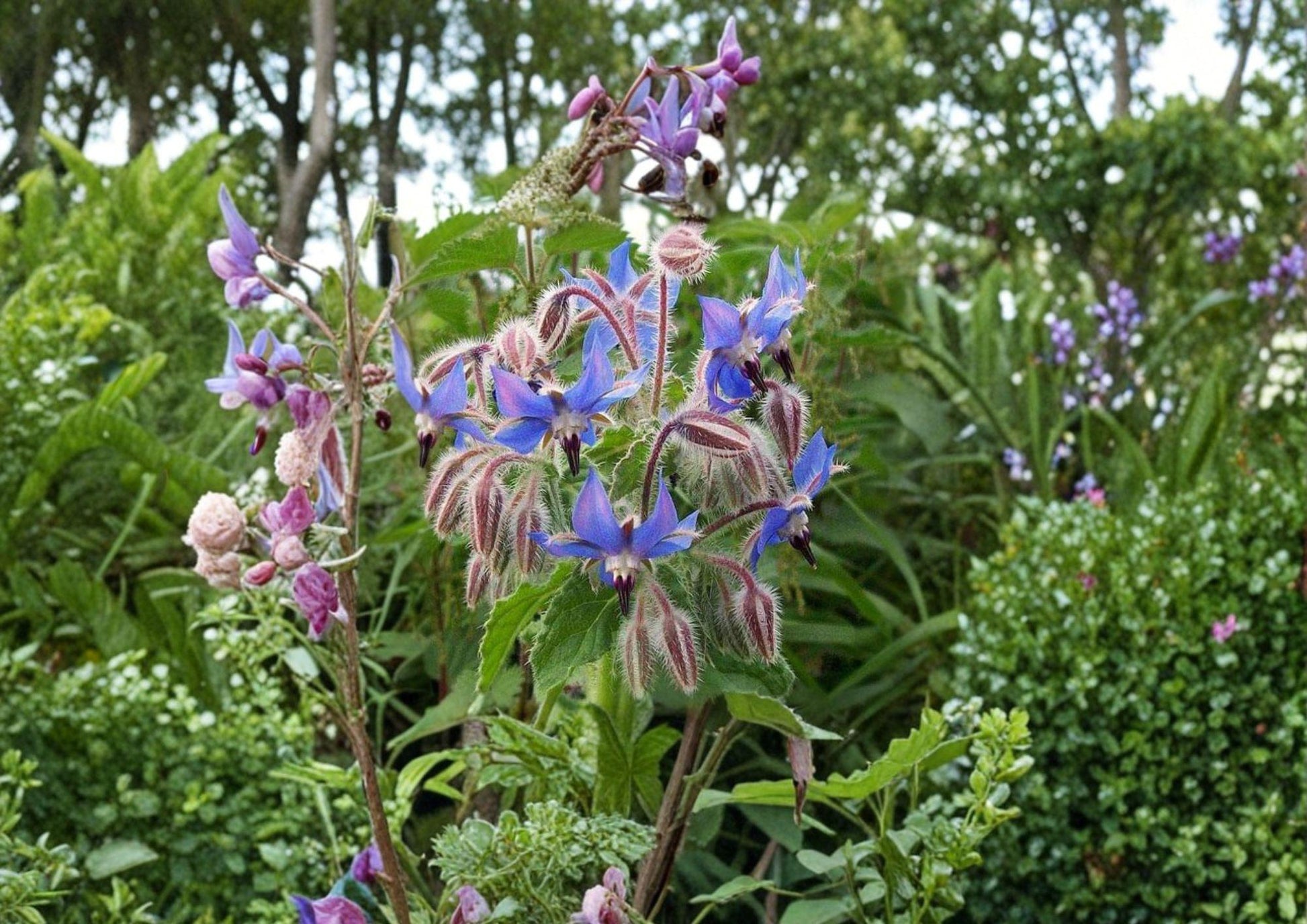 Borage Herb Seeds - 100+ Heirloom Non-GMO Edible Flower Seeds for Garden Planting - Medicinal & Pollinator Friendly
