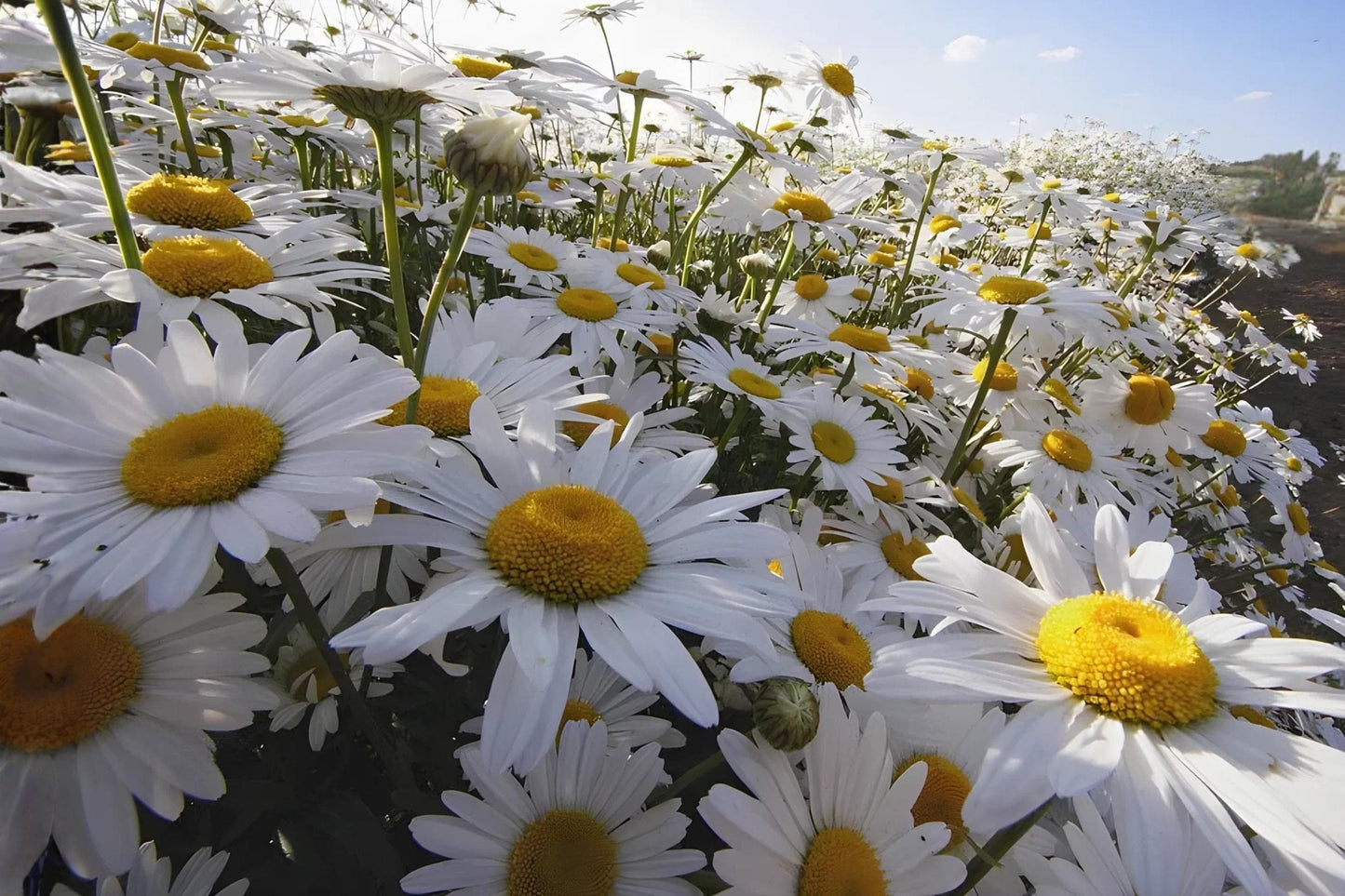 Oxeye Daisy Seeds (100) | White Wildflower for Meadows & Gardens | Leucanthemum vulgare | Hardy & Low Maintenance