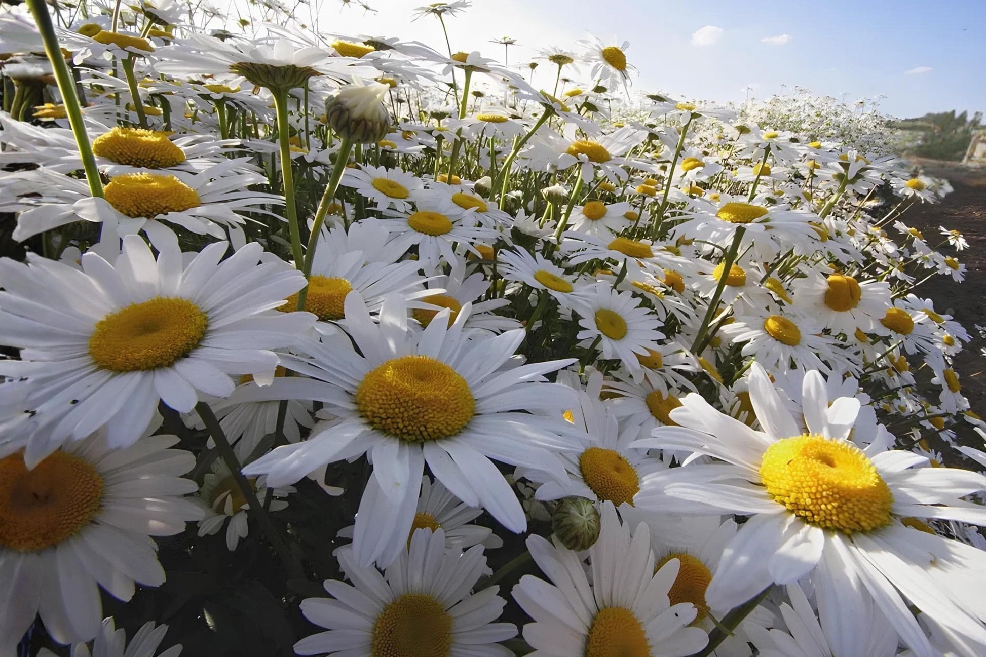 Oxeye Daisy Seeds (100) | White Wildflower for Meadows & Gardens | Leucanthemum vulgare | Hardy & Low Maintenance