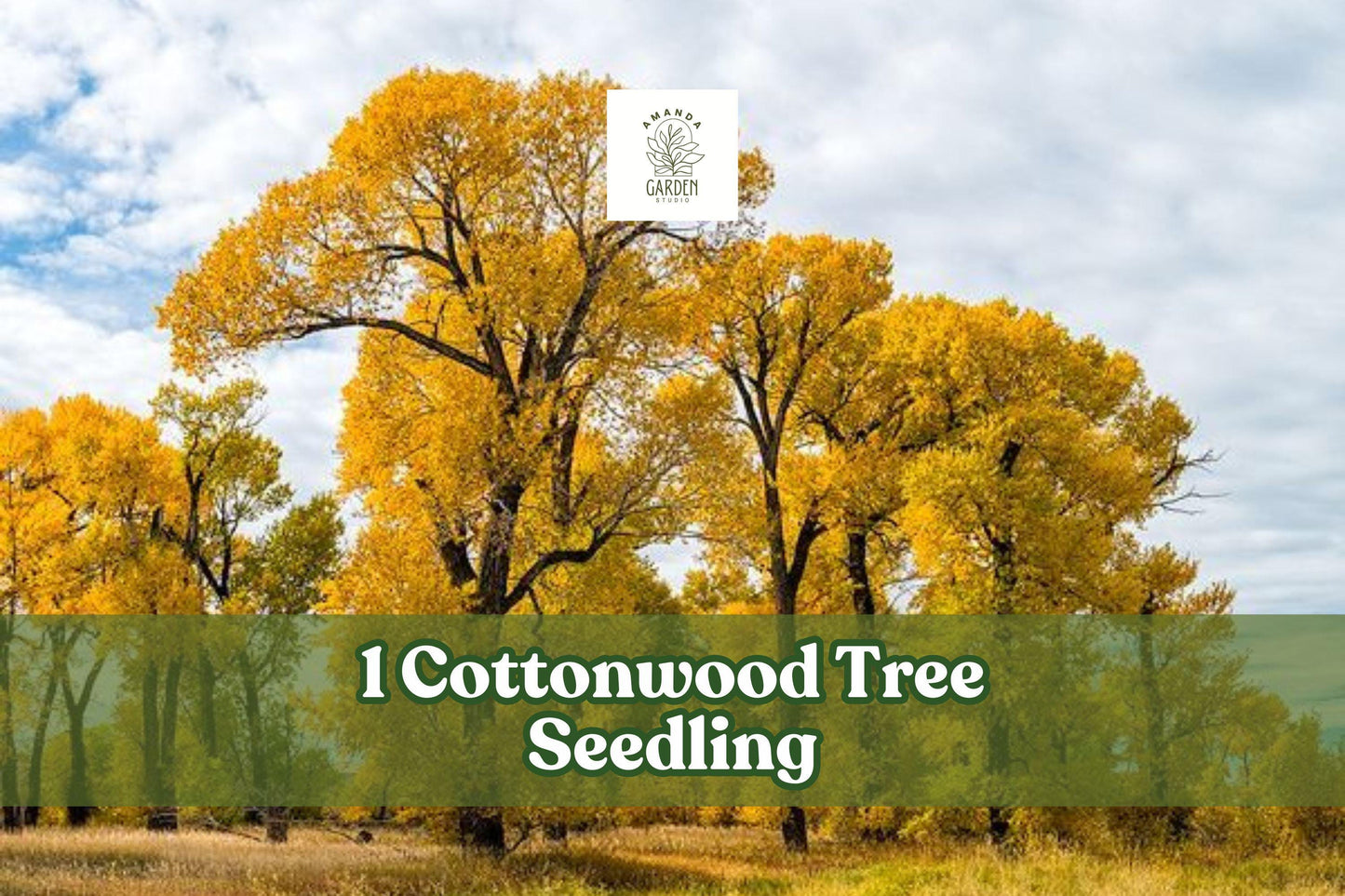 Cottonwood Tree Seedling - Fast-Growing Shade Tree - Populus deltoides - Lush Green Foliage for Outdoor Planting