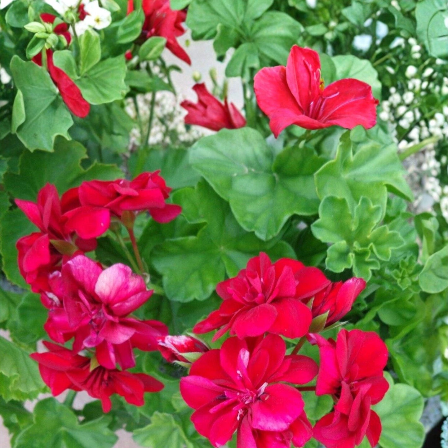 Trailing Ivy Geranium Cuttings, 3 Unrooted Rose Red Cuttings, Pelargonium peltatum for Hanging Baskets and Containers