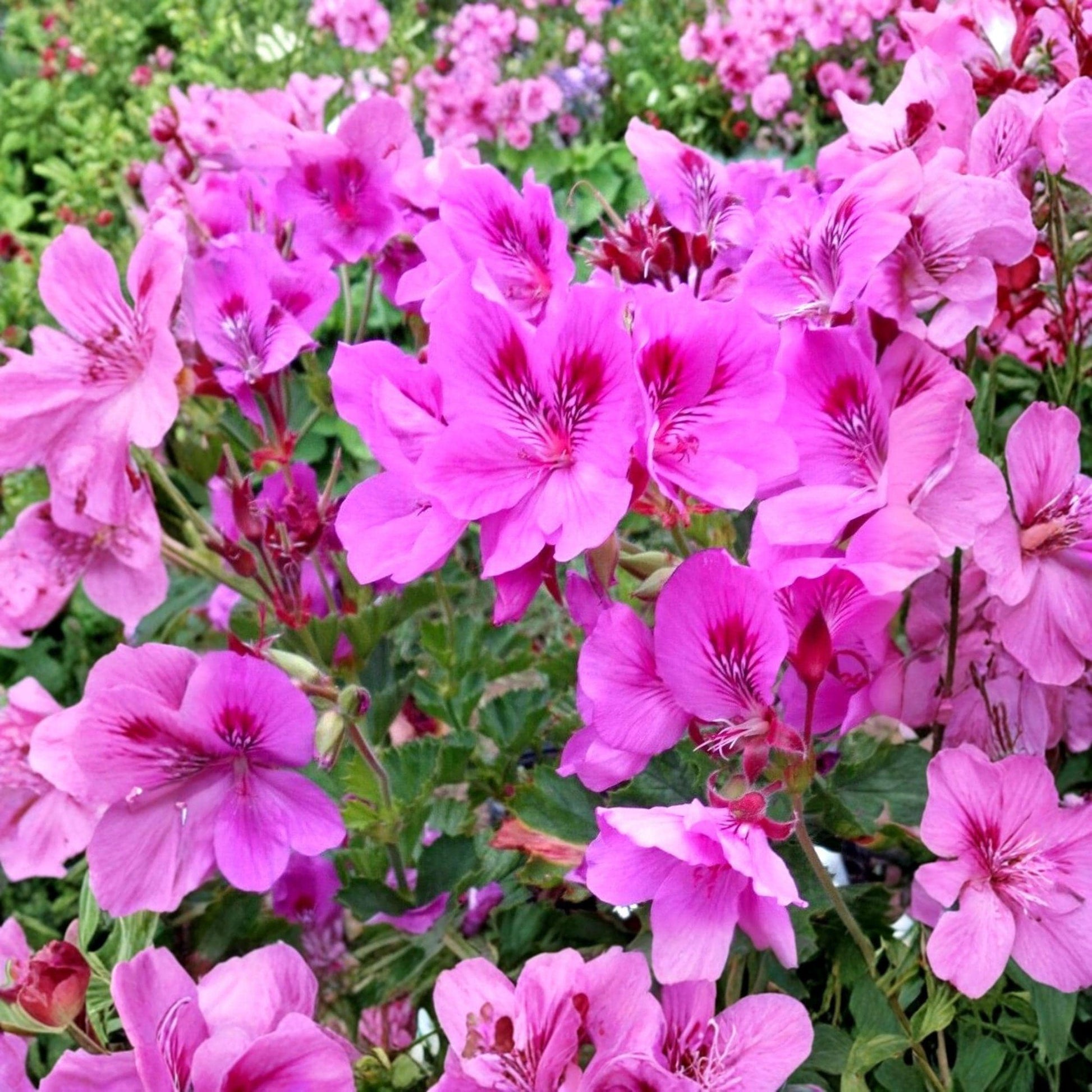 Purple Pink Regal Geranium Cuttings - 5 Live Unrooted Cuttings - Pelargonium regal - Fancy Flower Starter for Containers