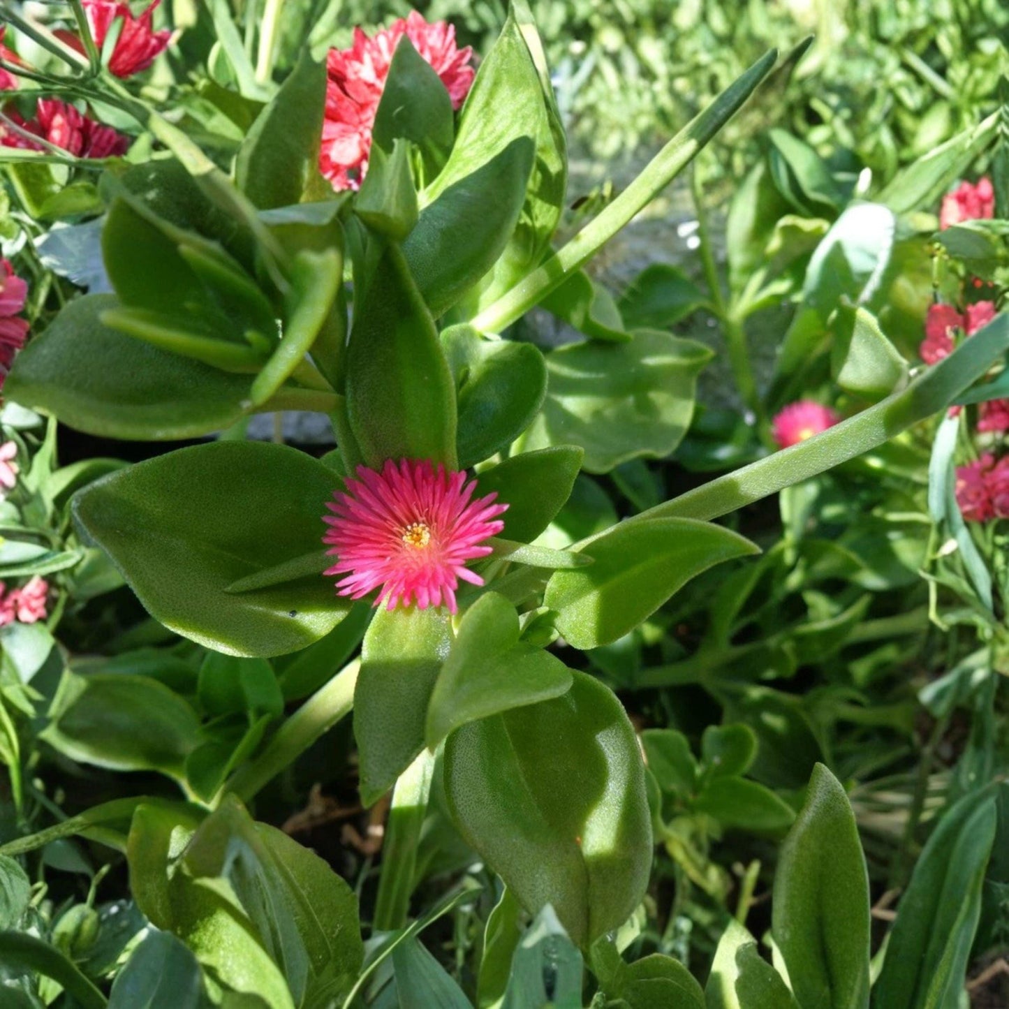 Aptenia cordifolia Cuttings, Purple Pink Ice Plant, Baby Sun Rose Succulent - 10 Live Unrooted Cuttings for Easy Propagation
