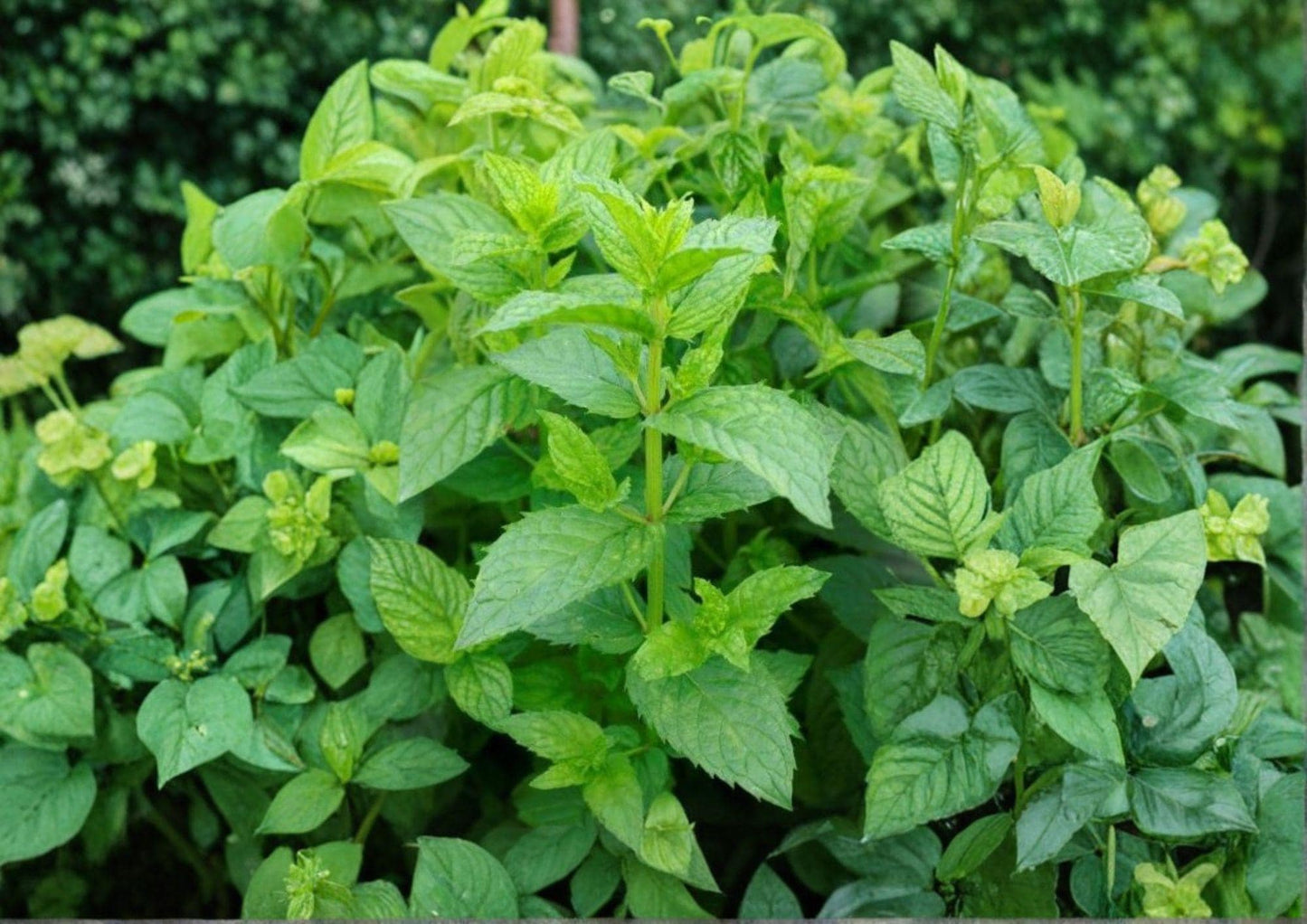 Spearmint Seeds 500+ Heirloom Non-GMO Aromatic Culinary Mint Mentha spicata Perennial Herb Garden Planting Seeds