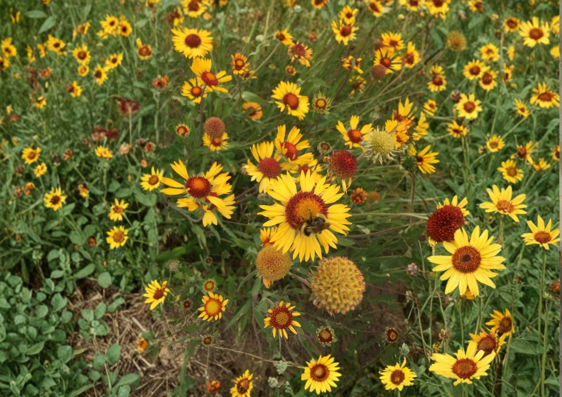 25 Gaillardia Seeds - Yellow Blanket Flower, Heirloom Non-GMO, Perennial Wildflower, Gaillardia Aristata - Easy to Grow Pollinator Plant