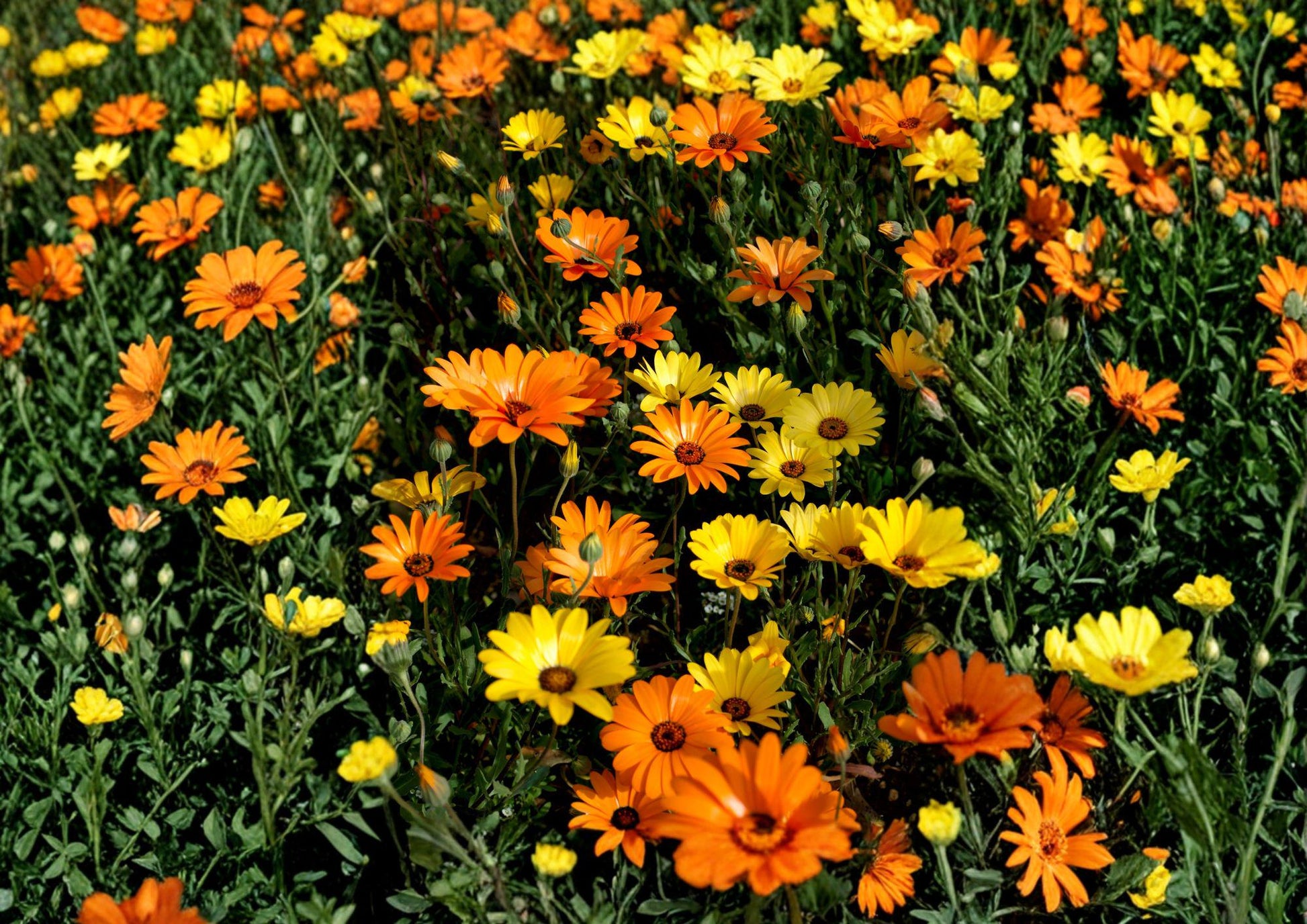 African Daisy Seeds - 50 Heirloom Non-GMO Annual Seeds - Bright Colorful Blooms - Dimorphotheca Sinuata Garden Planting Seeds