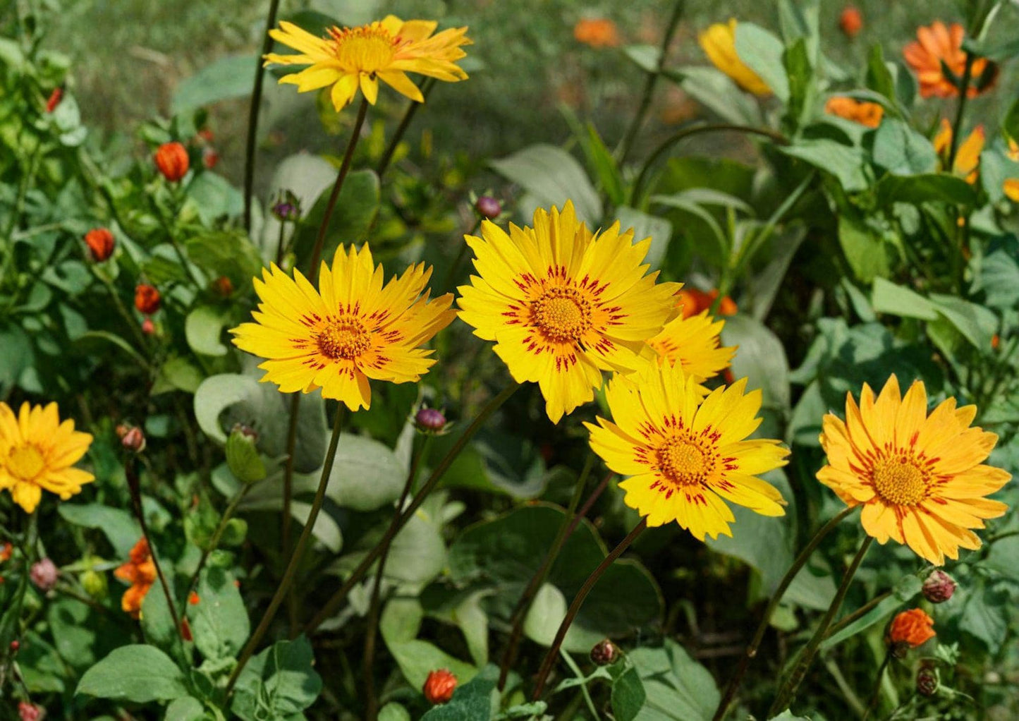 30 Picta Tickseed Seeds - Coreopsis nuecensis - Heirloom Non-GMO Wildflower - Yellow Red Blooms for Pollinator Garden