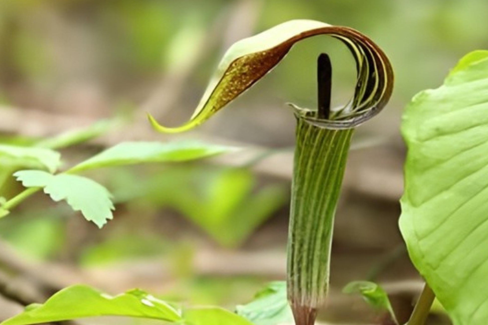 Jack-in-the-Pulpit Seeds (5) | Rare Woodland Plant with Hooded Flowers | Arisaema triphyllum | Perfect for Shade Gardens