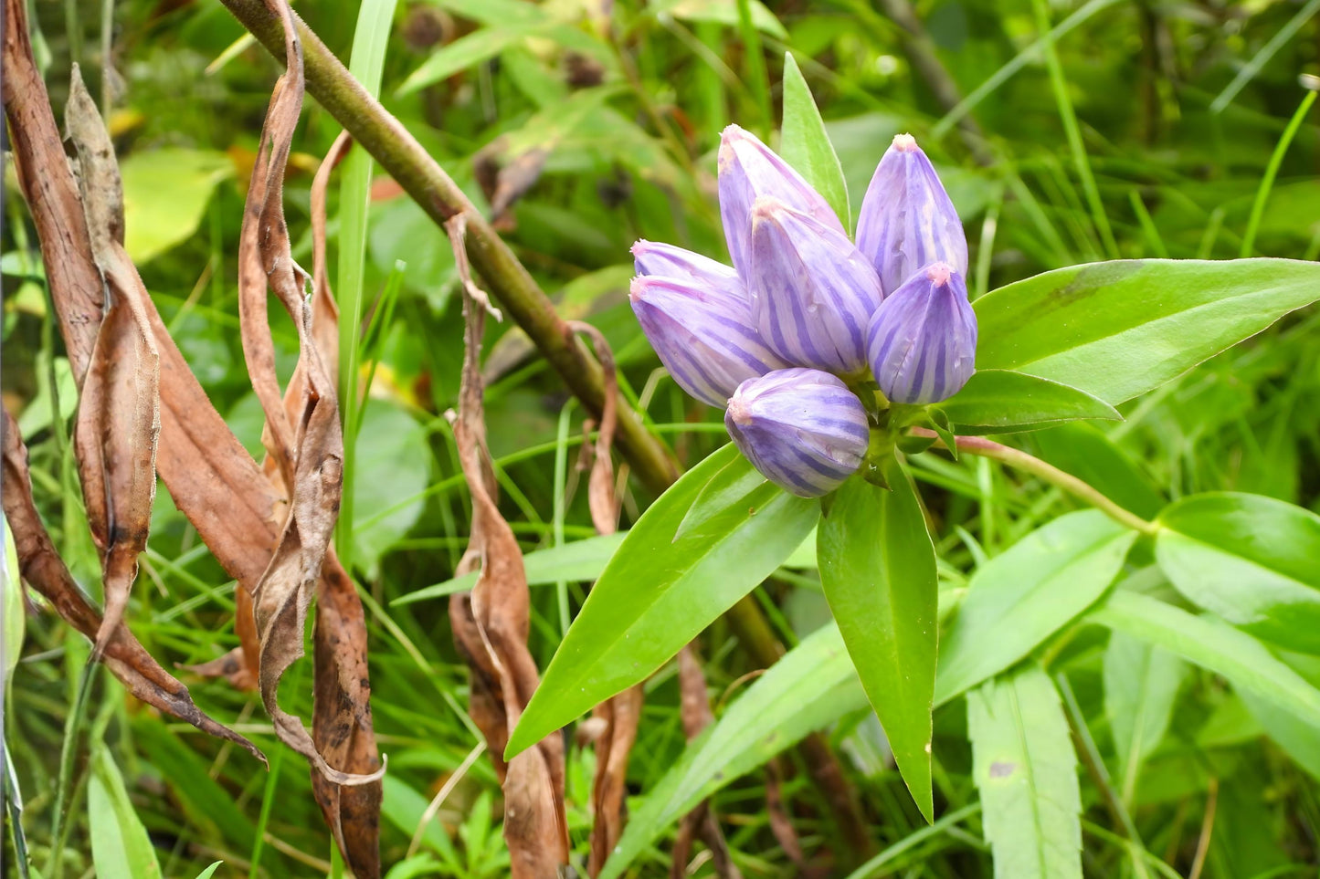 Bottle Gentian Seeds (100) | Deep Blue Wildflower | Gentiana andrewsii | Perfect for Pollinator Gardens