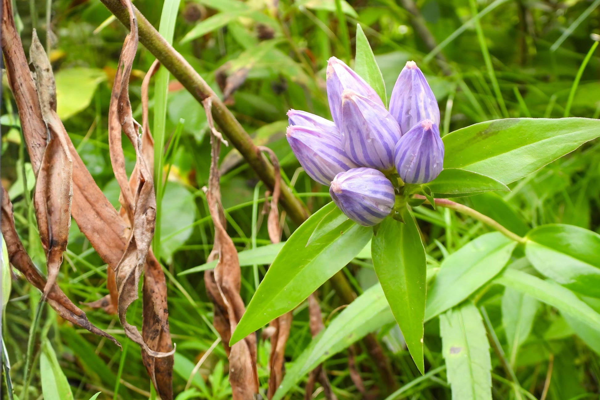 Bottle Gentian Seeds (100) | Deep Blue Wildflower | Gentiana andrewsii | Perfect for Pollinator Gardens