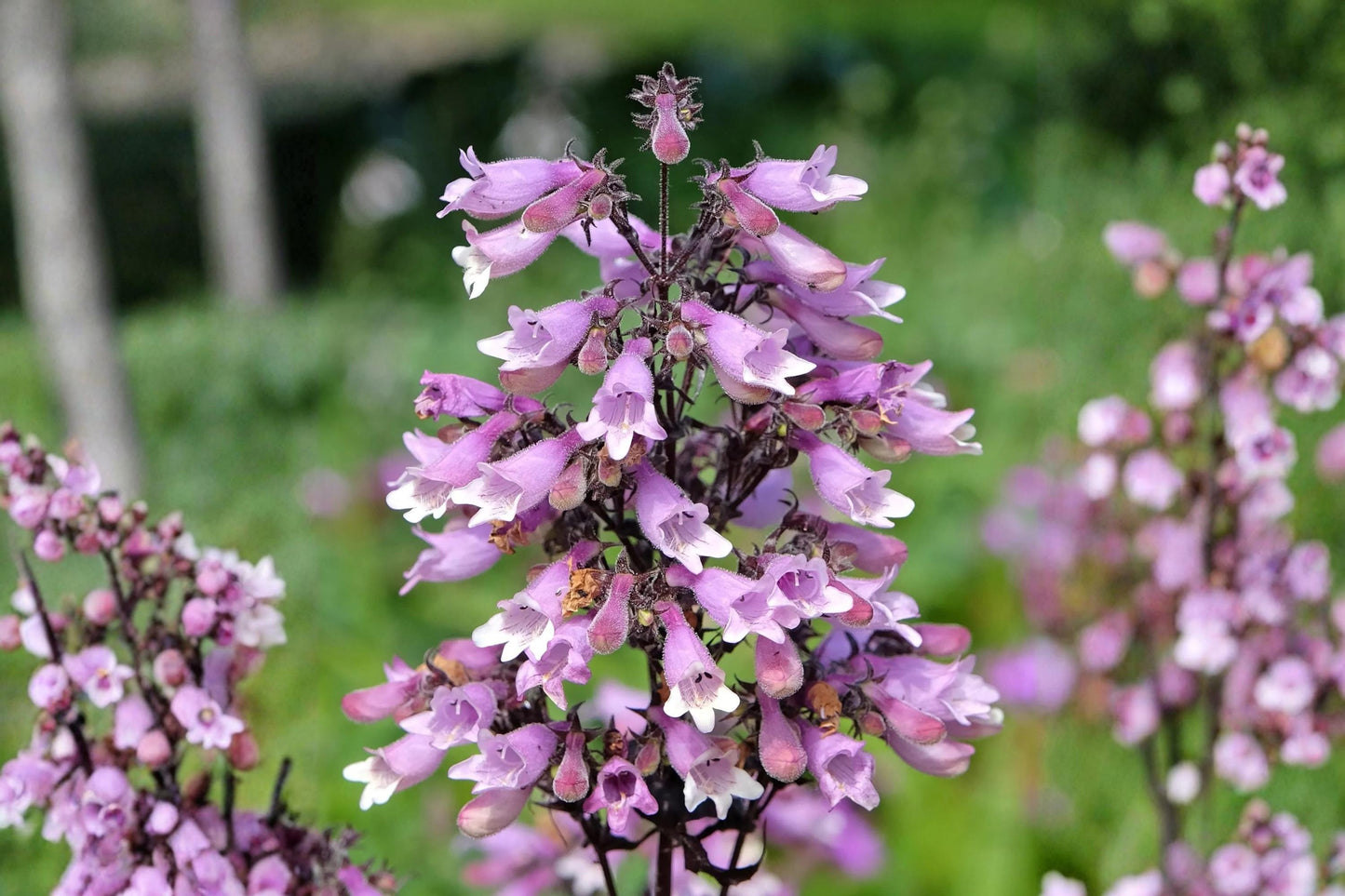 Calico Beardtongue Seeds (100) | Penstemon calycosus | Drought Tolerant Wildflower for Pollinators, Pink to Lavender Blooms