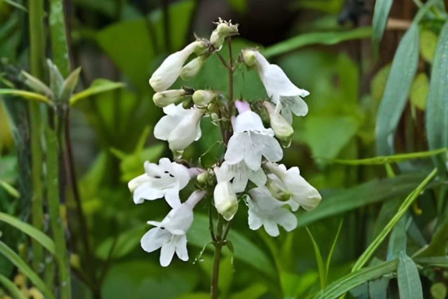 Foxglove Beardtongue Seeds (100) - Penstemon digitalis - Drought Tolerant Native Perennial for Pollinator Gardens