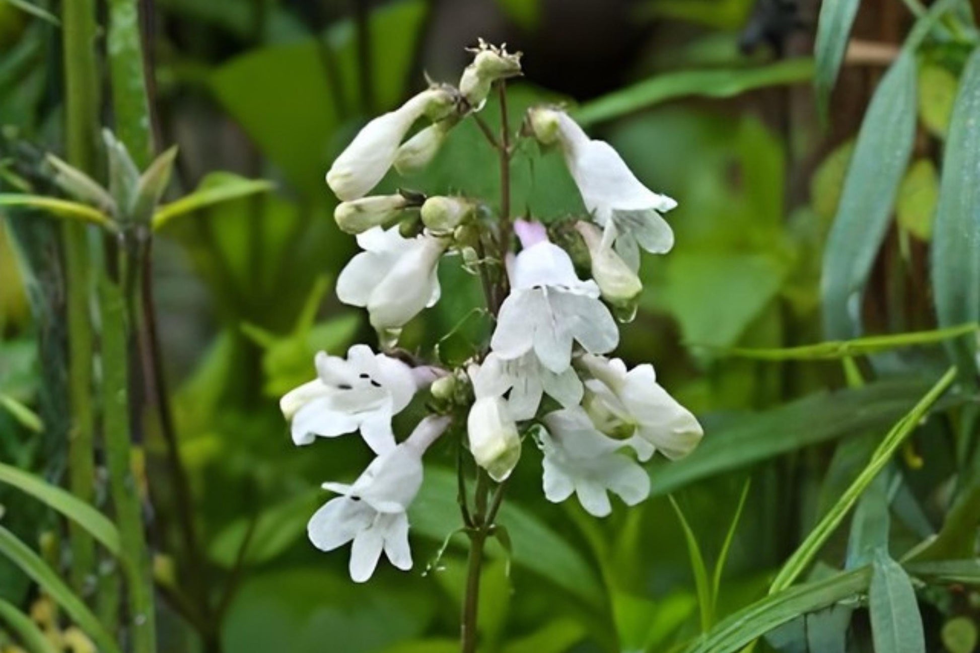 Foxglove Beardtongue Seeds (100) - Penstemon digitalis - Drought Tolerant Native Perennial for Pollinator Gardens