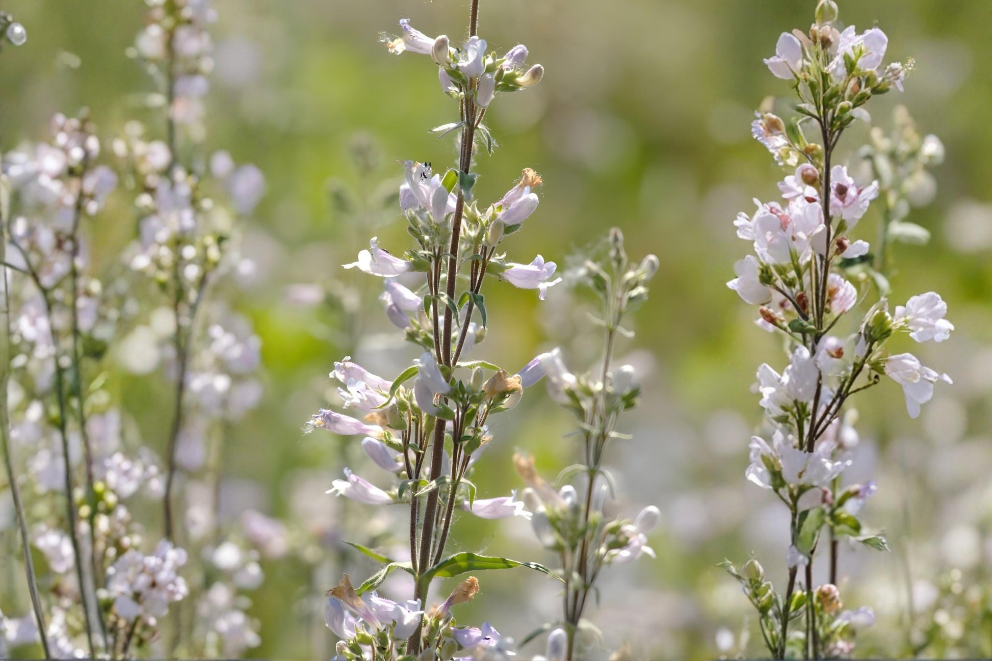 Pale Beardtongue Seeds (100) | Penstemon pallidus | Lavender-White Wildflower for Pollinator Gardens
